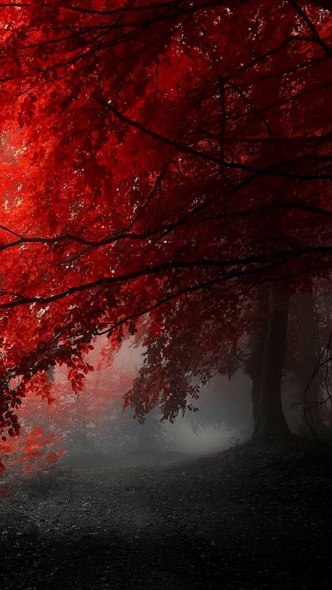 Red iPhone, blood tree forest, vibrant red leaves, Full HD Phone Wallpaper