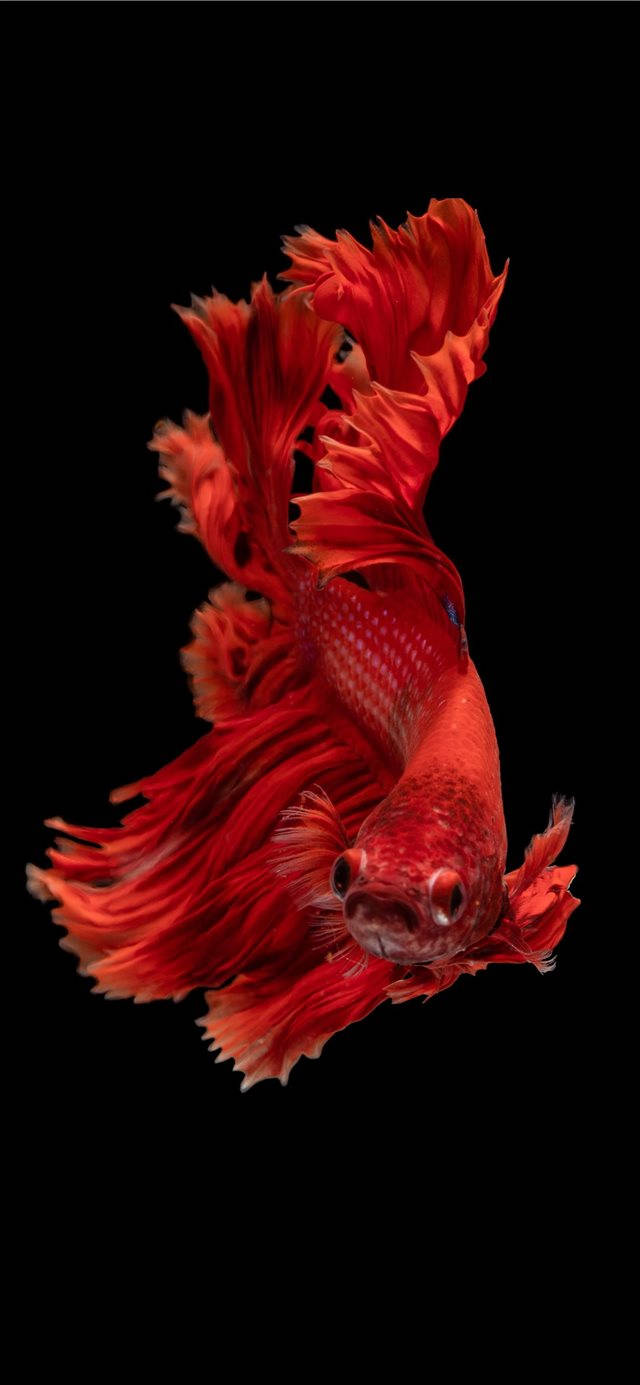Siamese Fighting Fish, red, betta fish, HD Phone Wallpaper