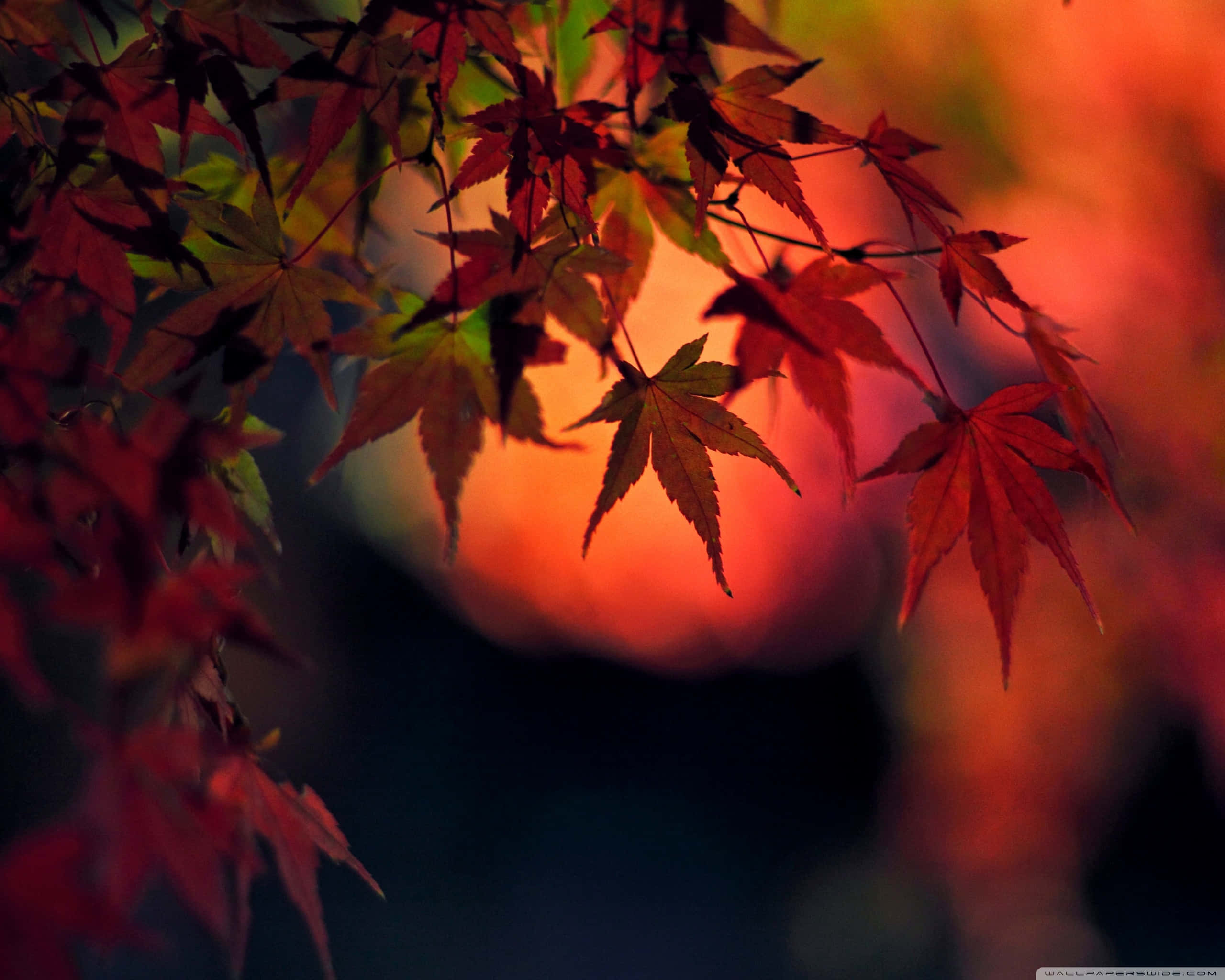 Red Japanese, red maple leaves, glowing orange sunset sky, 2K Desktop Wallpaper