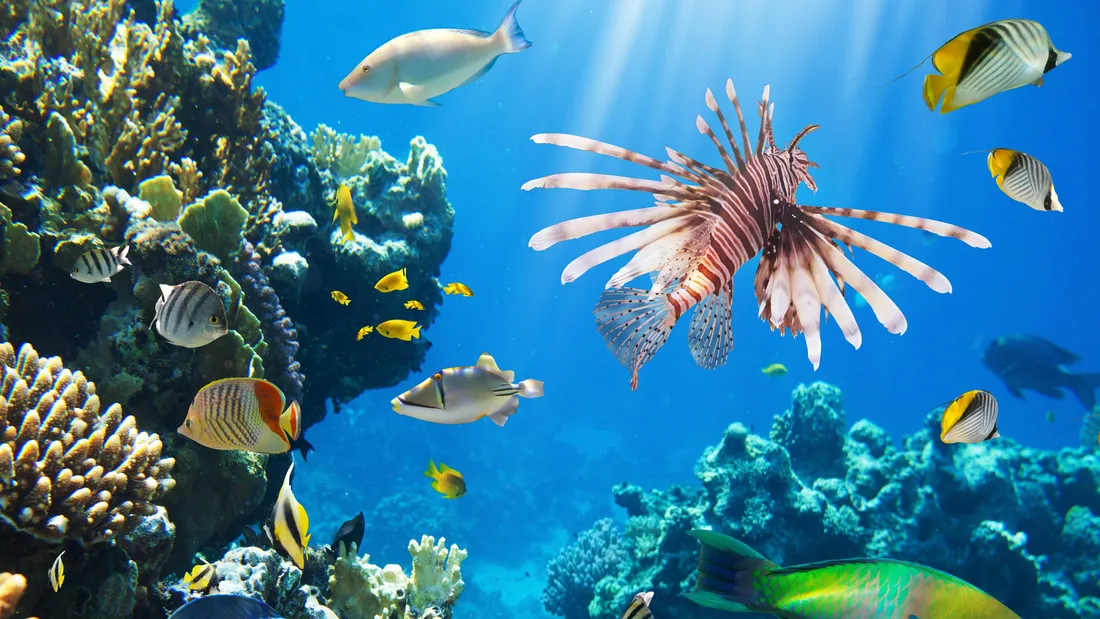 Red Lionfish