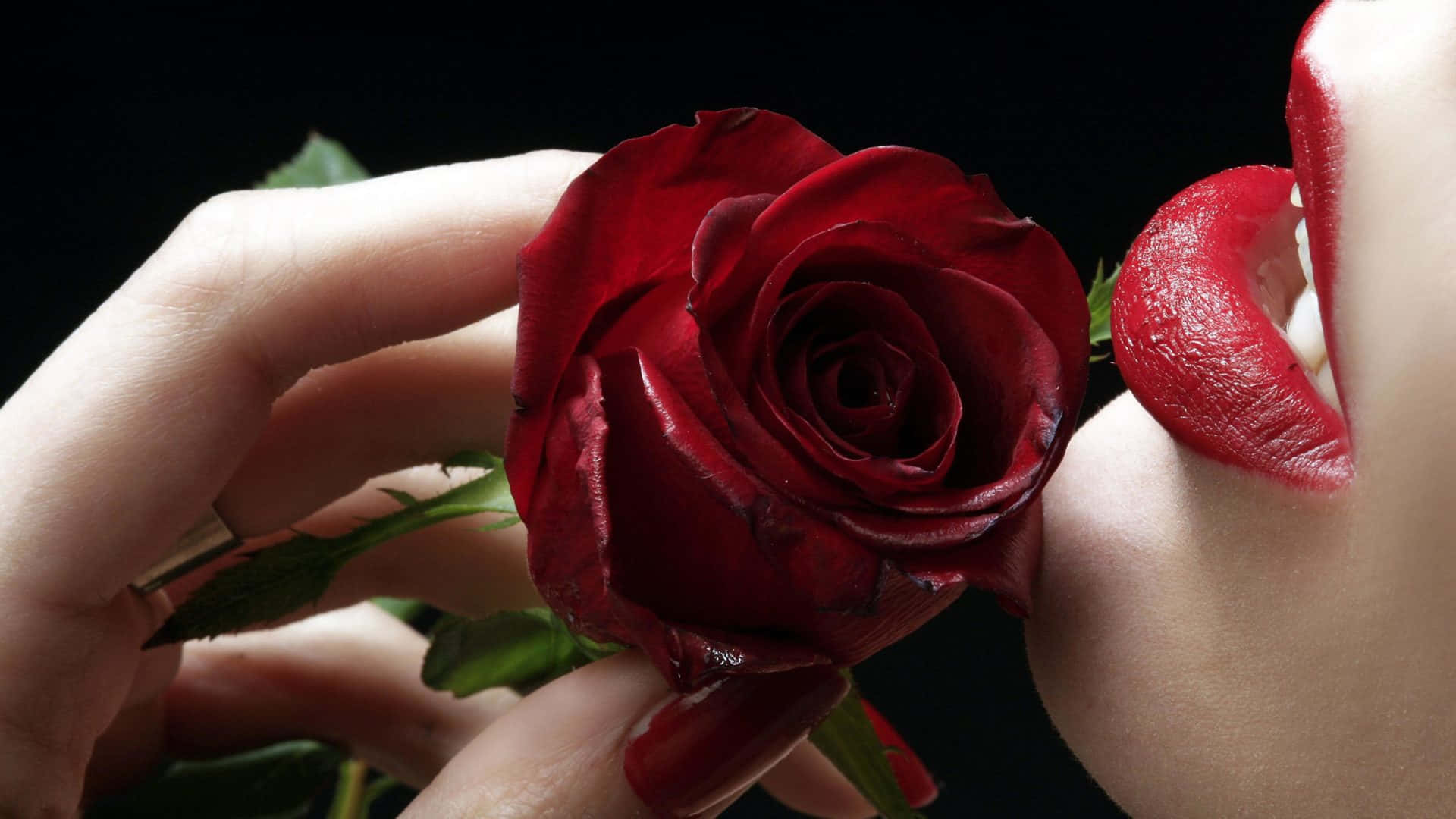 red rose, red lipstick, black background, Full HD Desktop Wallpaper