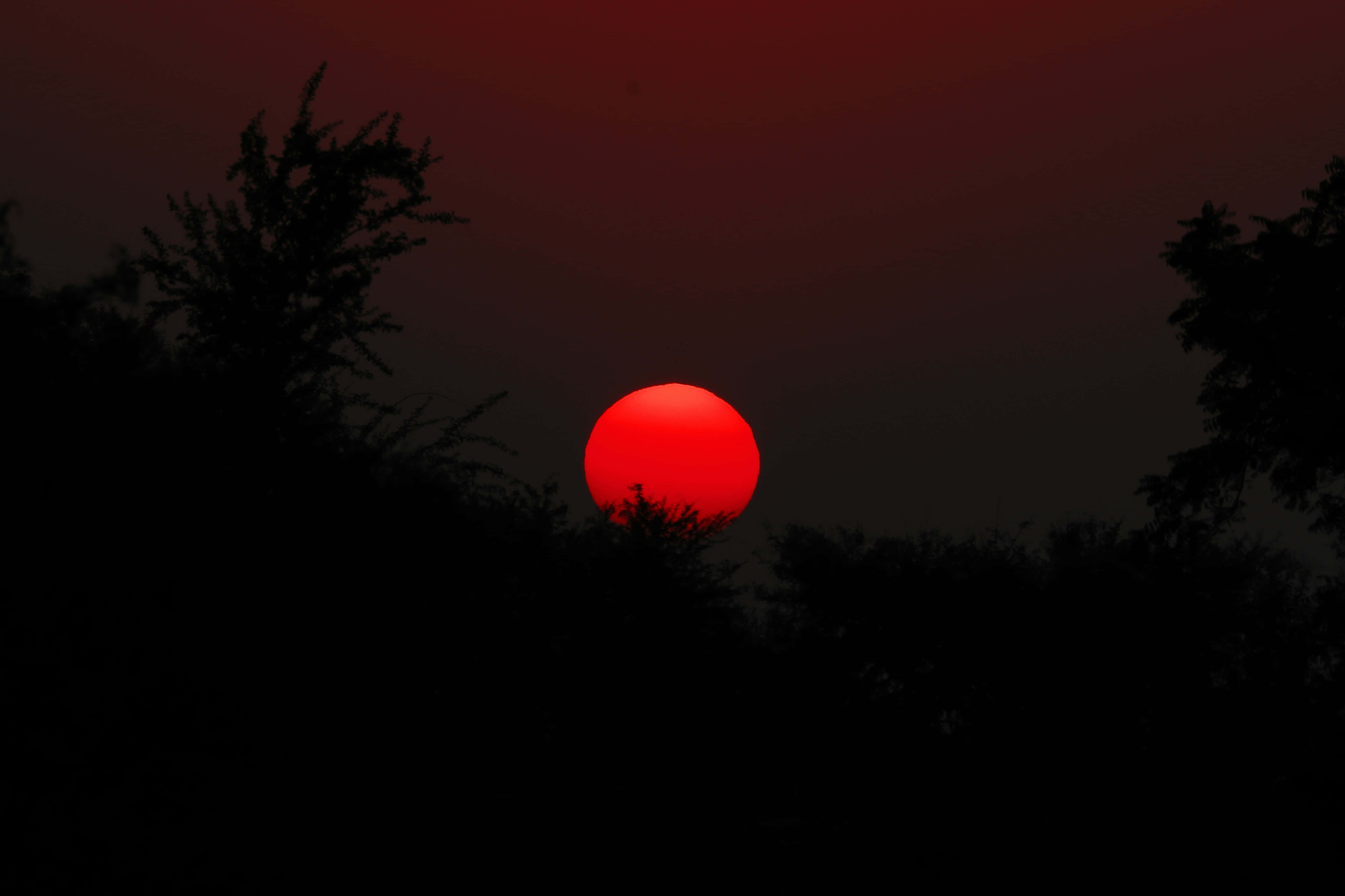 Crimson Sunset Silhouette, vivid red sun, dark tree silhouettes, 5K Desktop Wallpaper