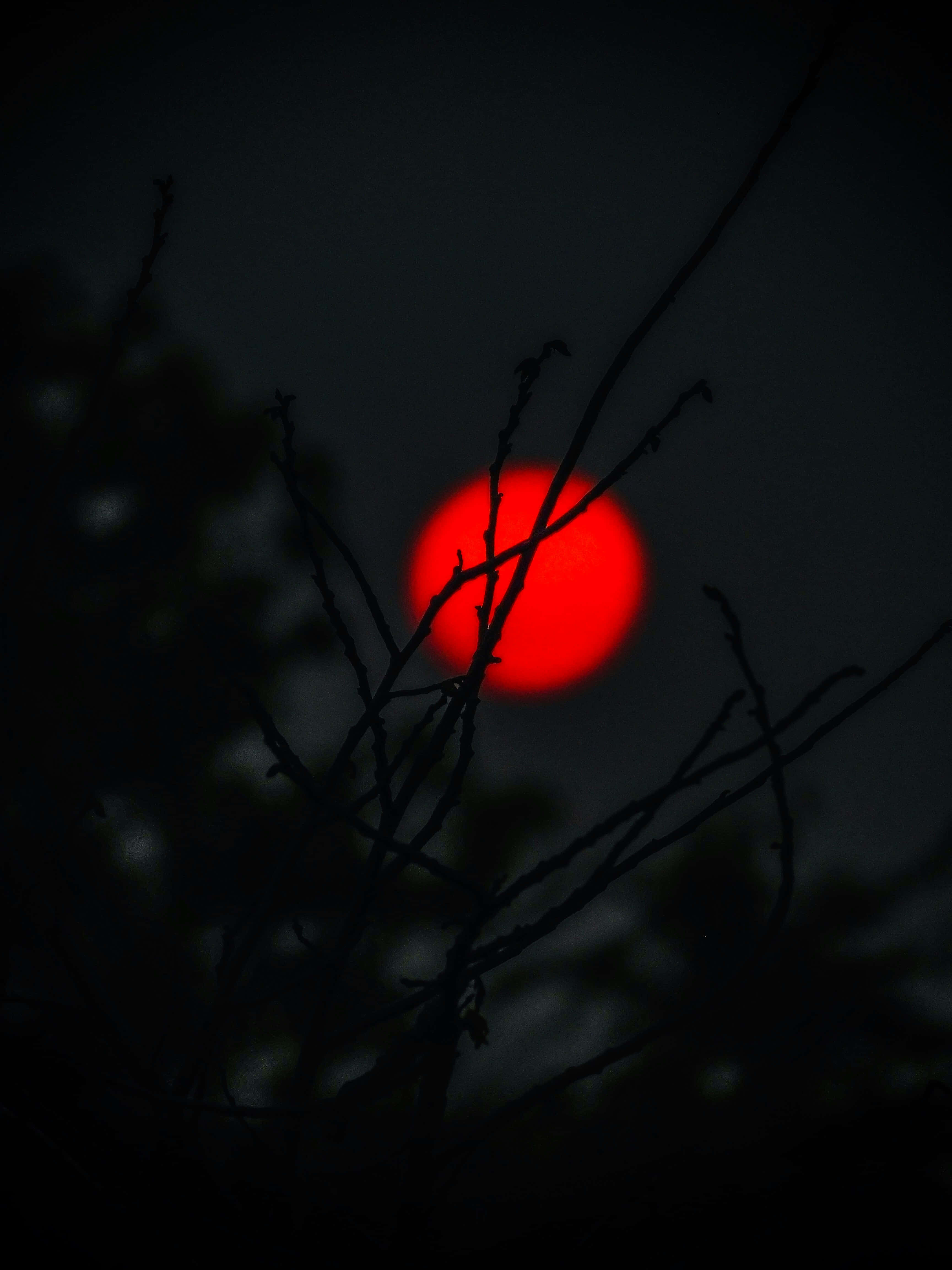 Red Moon, branches, twilight sky, 4K Phone Wallpaper