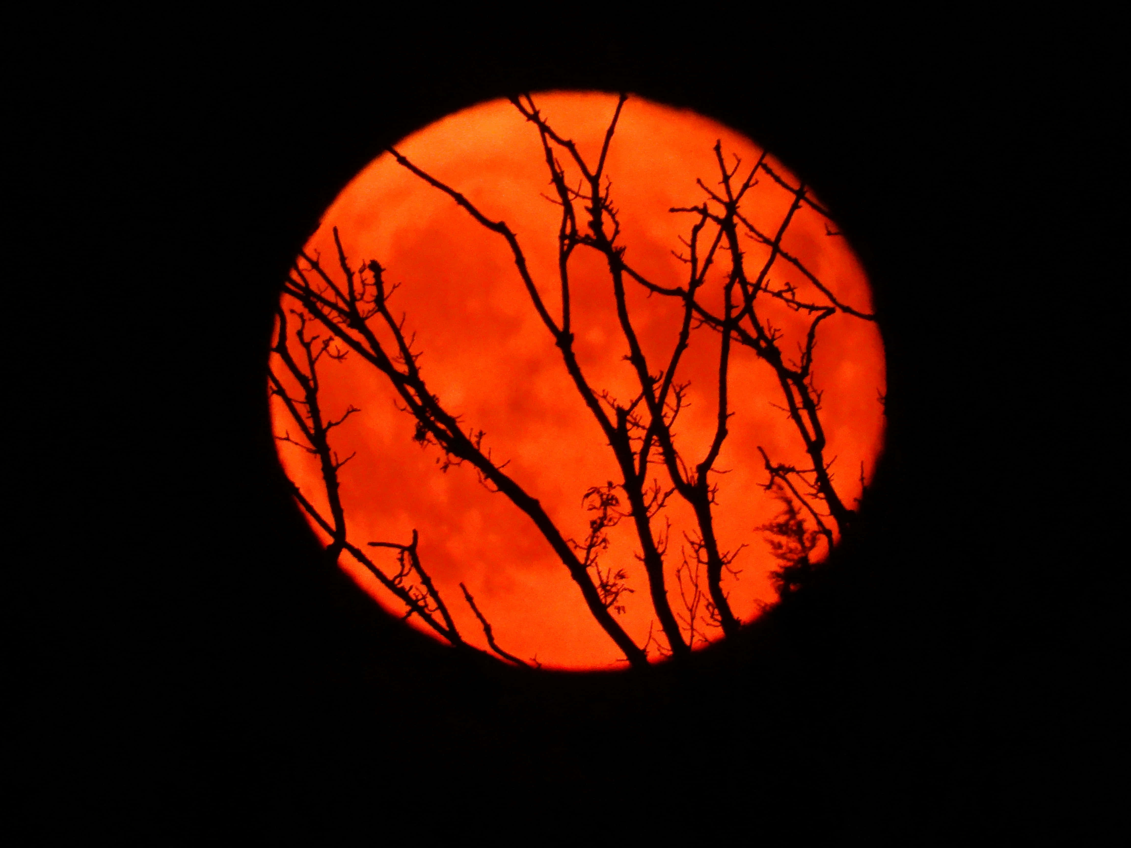 Red Moon, bare tree branches, fiery orange moon, 4K Desktop Wallpaper