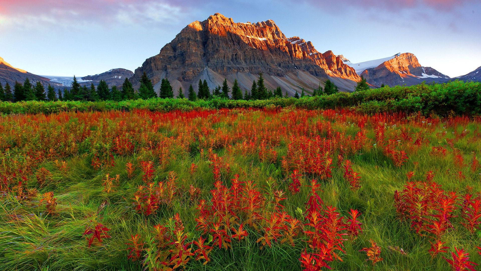 Red Mountain, Red Flower Field, golden sunrise, Full HD Desktop Wallpaper