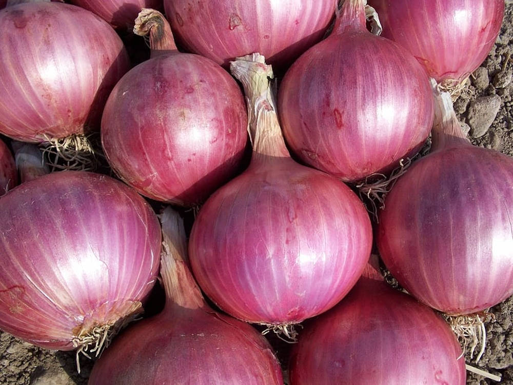 red onion, glossy skins, earthly roots, SD Desktop Wallpaper