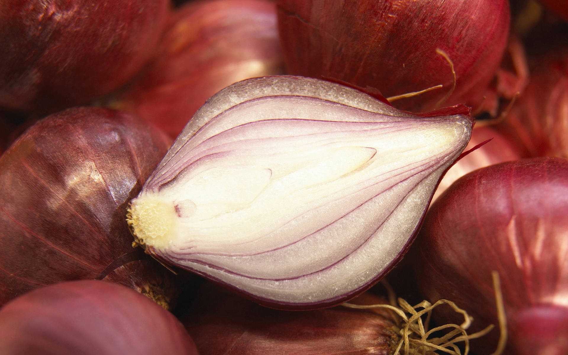 red onion, white interior, layered, Full HD Desktop Wallpaper
