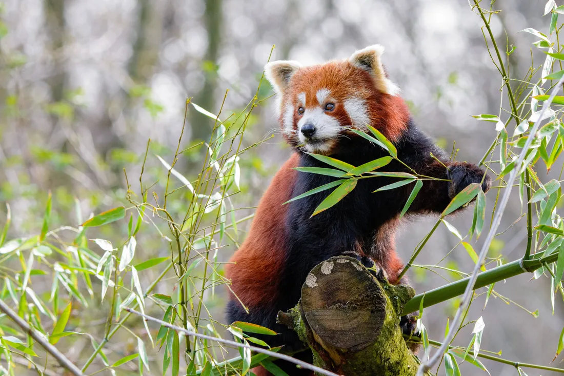 Red Panda Wallpapers