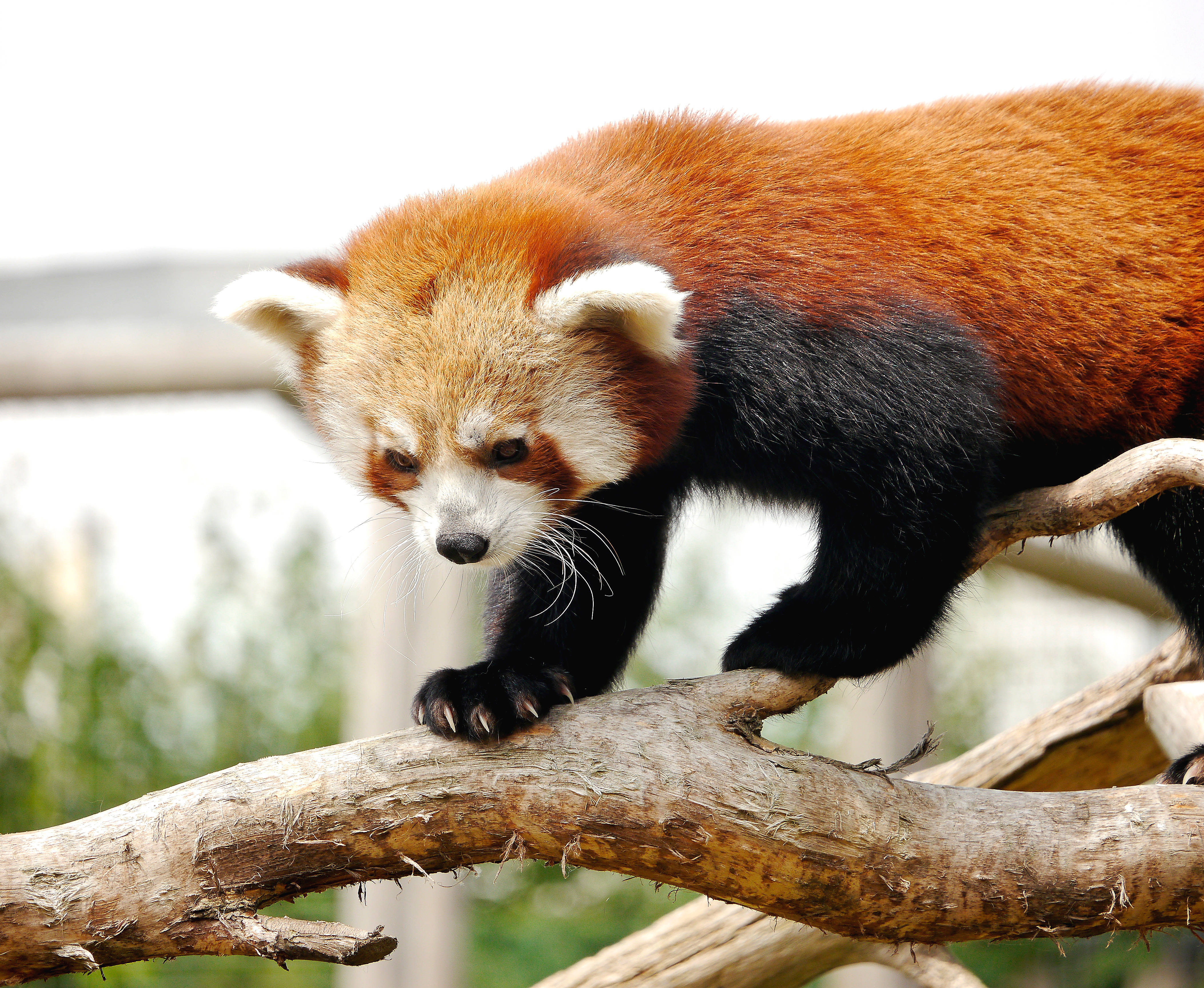 red panda, fluffy orange fur, black limbs, 4K Desktop Wallpaper