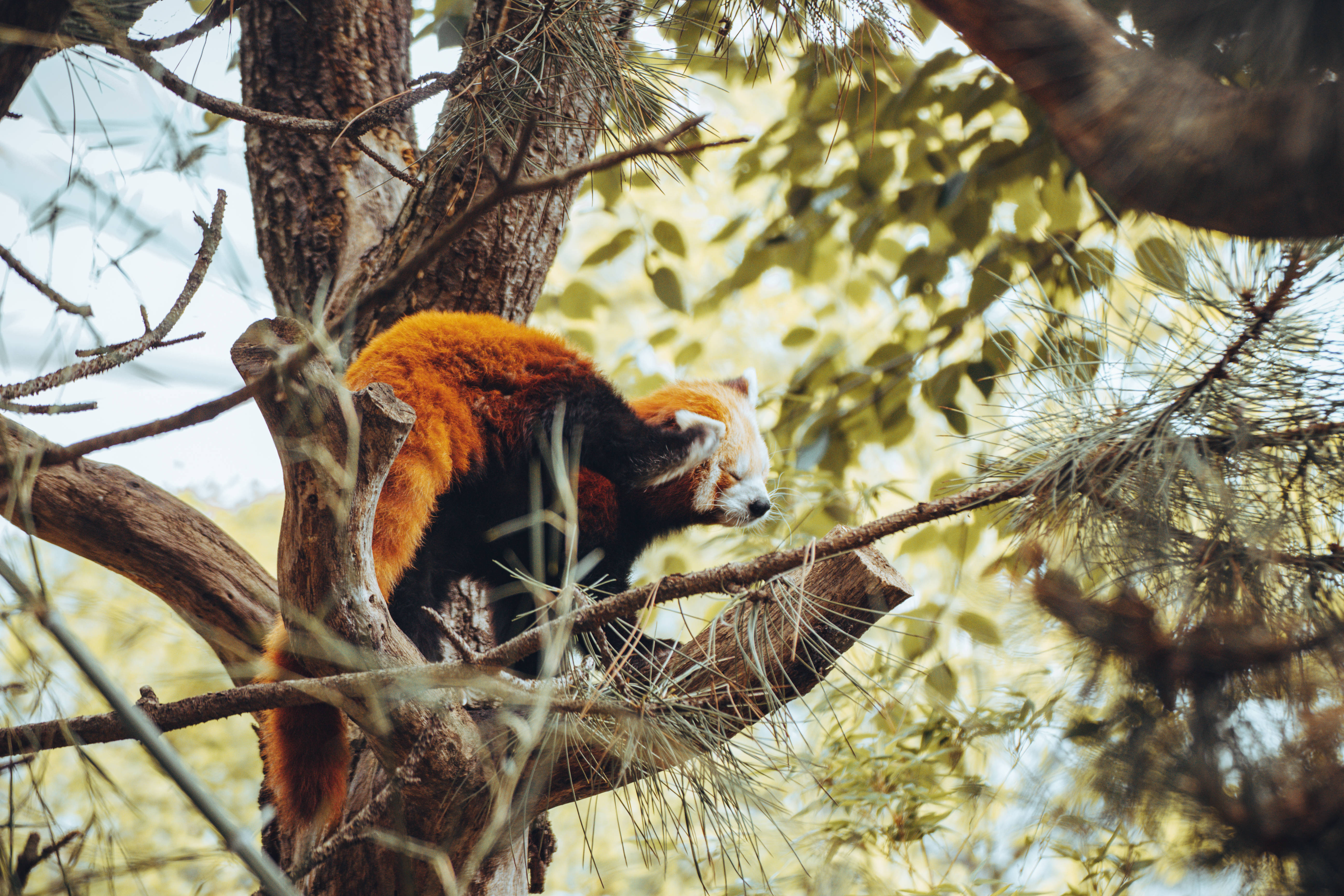 red panda, orange fur, tree branch, 5K Desktop Wallpaper