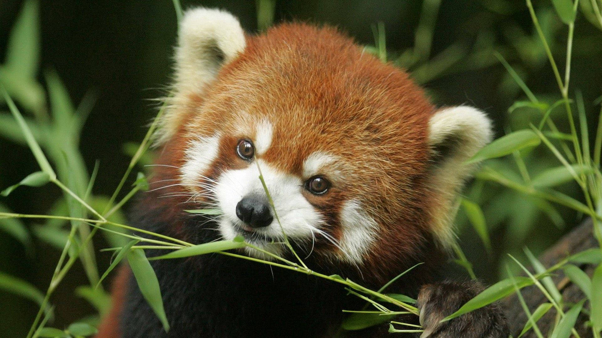 red panda, fluffy reddish-brown fur, white markings, Full HD Desktop Wallpaper