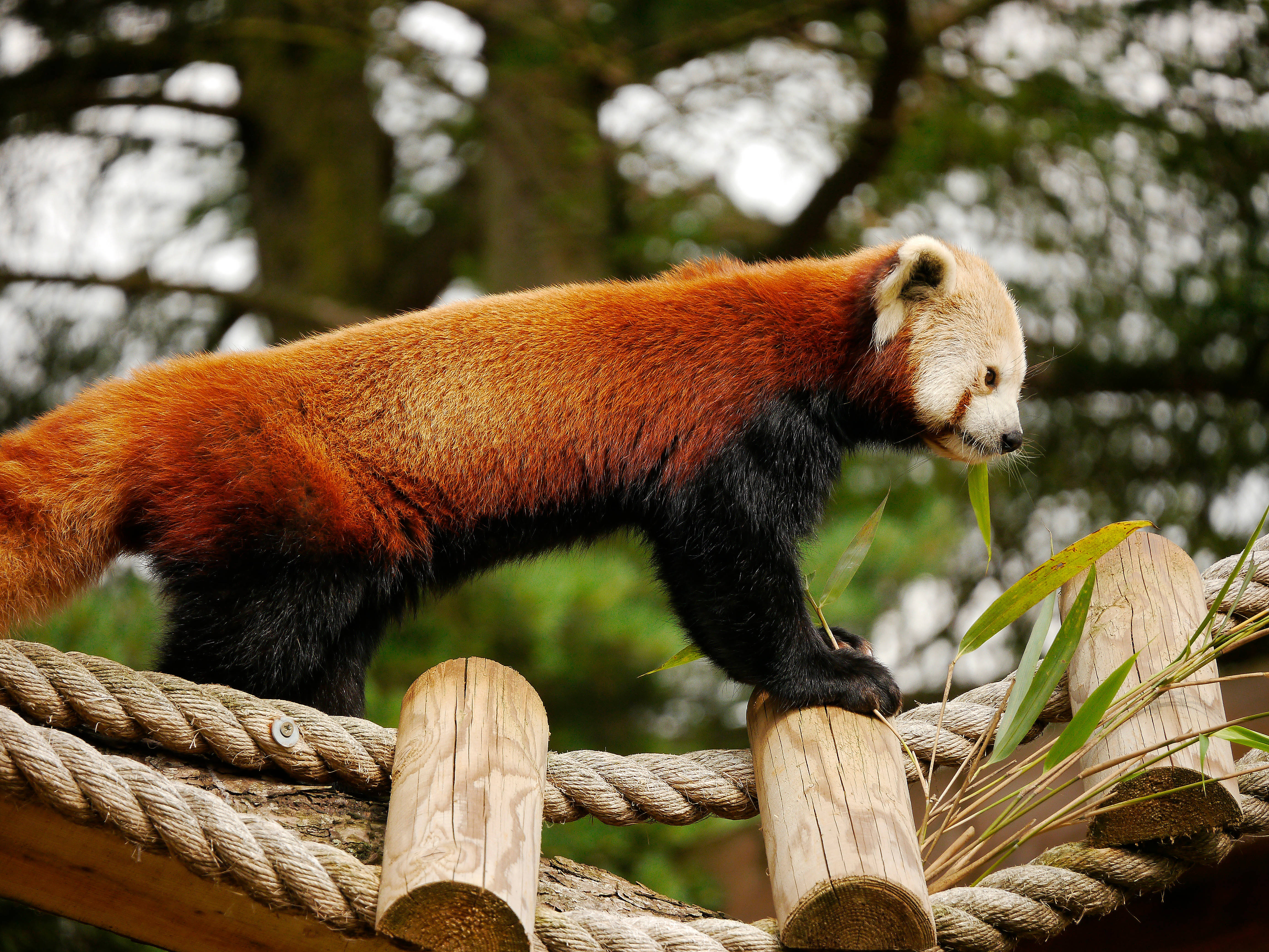 red panda, fluffy orange fur, black limbs, 4K Desktop Wallpaper