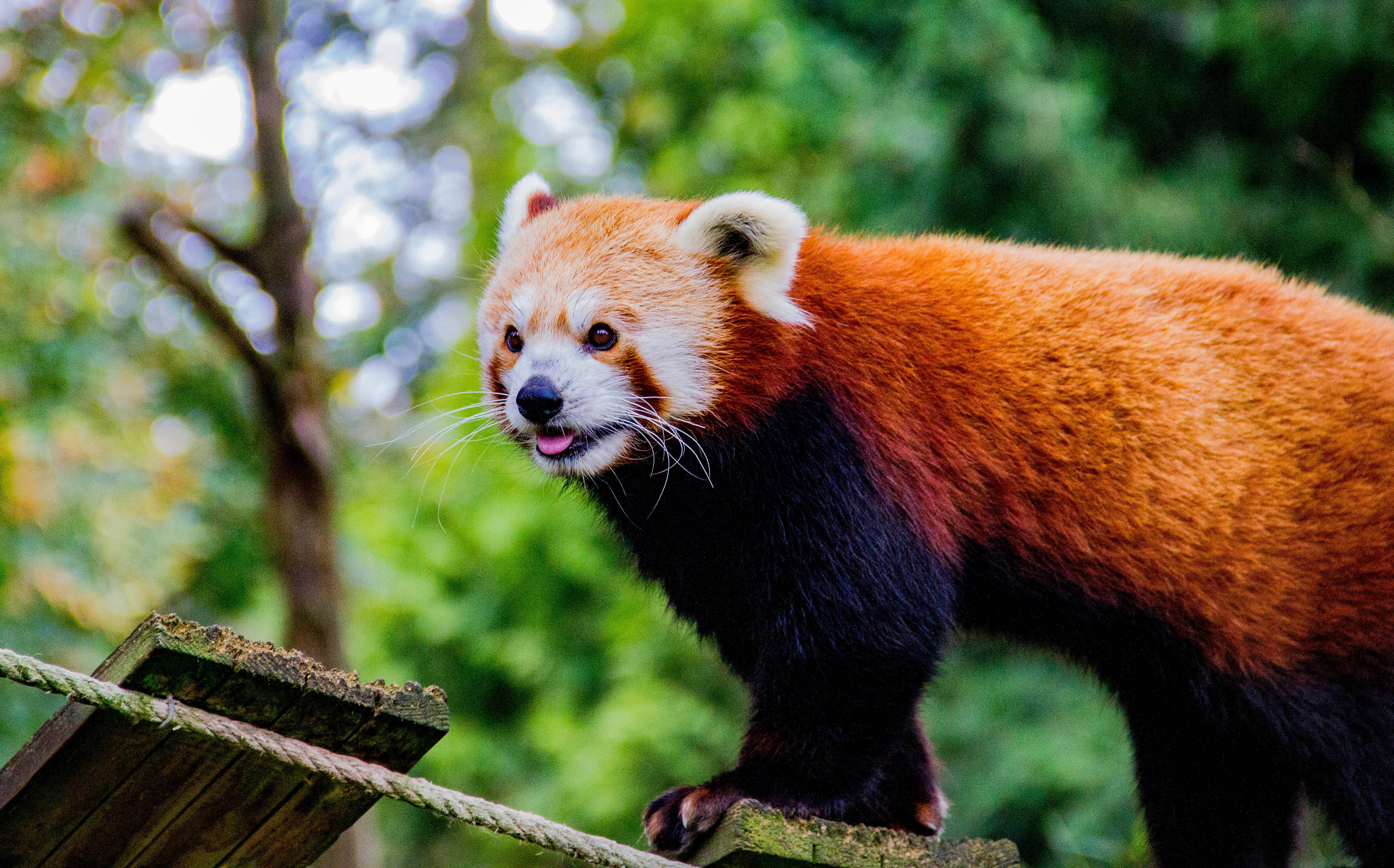red panda, fluffy orange fur, white face, 4K Desktop Wallpaper