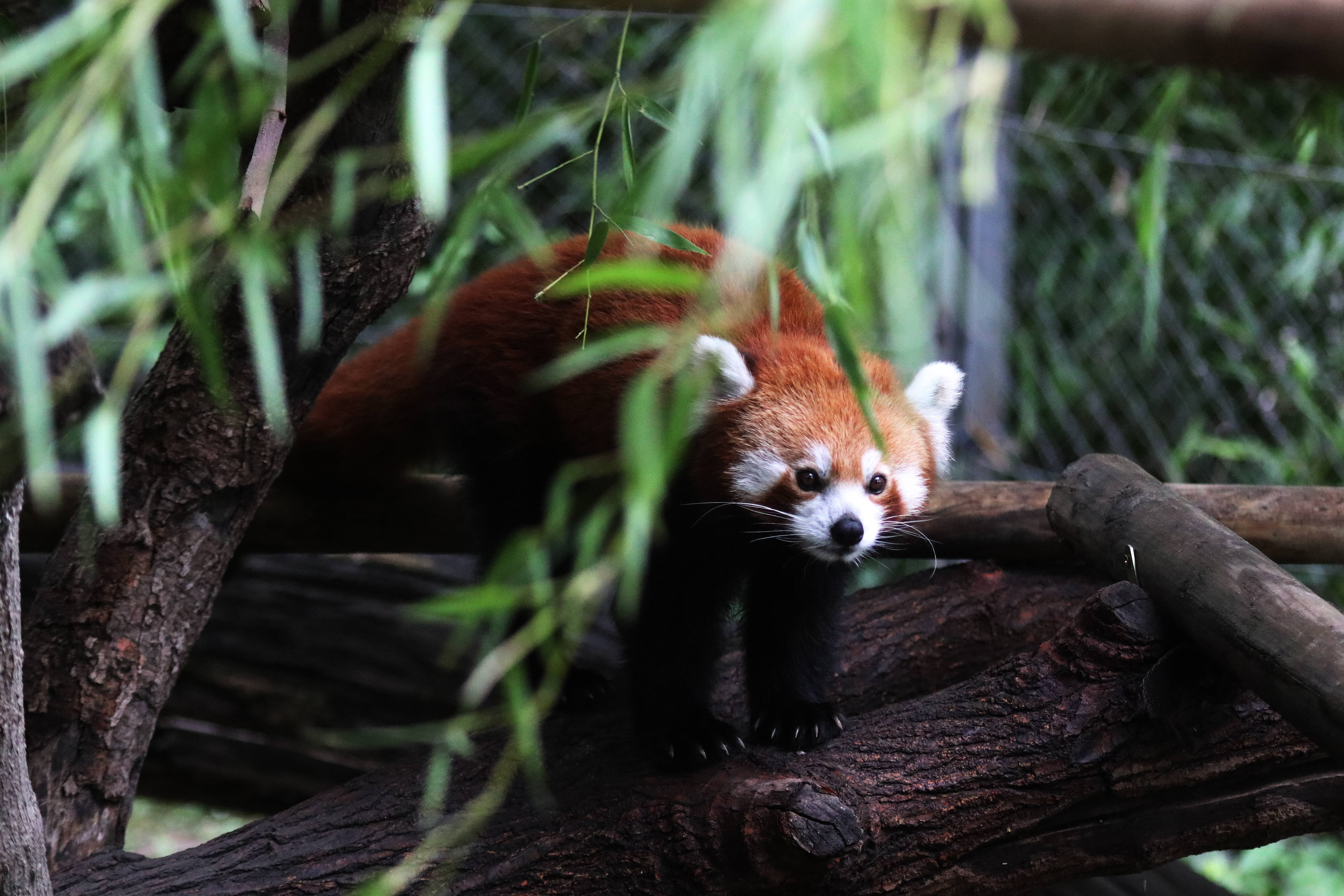 Red Panda, fluffy orange fur, white face, 5K Desktop Wallpaper