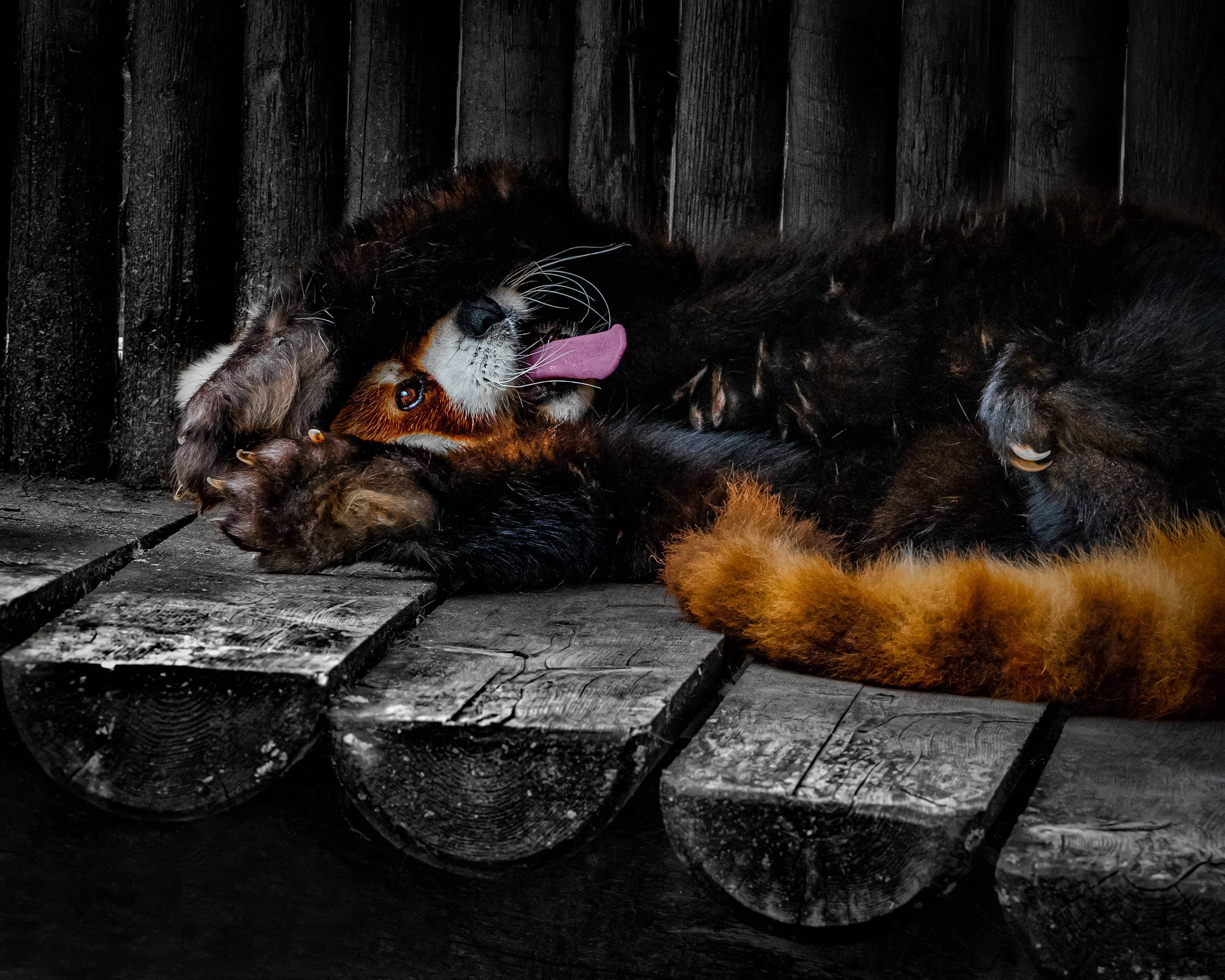 Red Panda, black stomach fur, weathered wooden planks, 2K Desktop Wallpaper