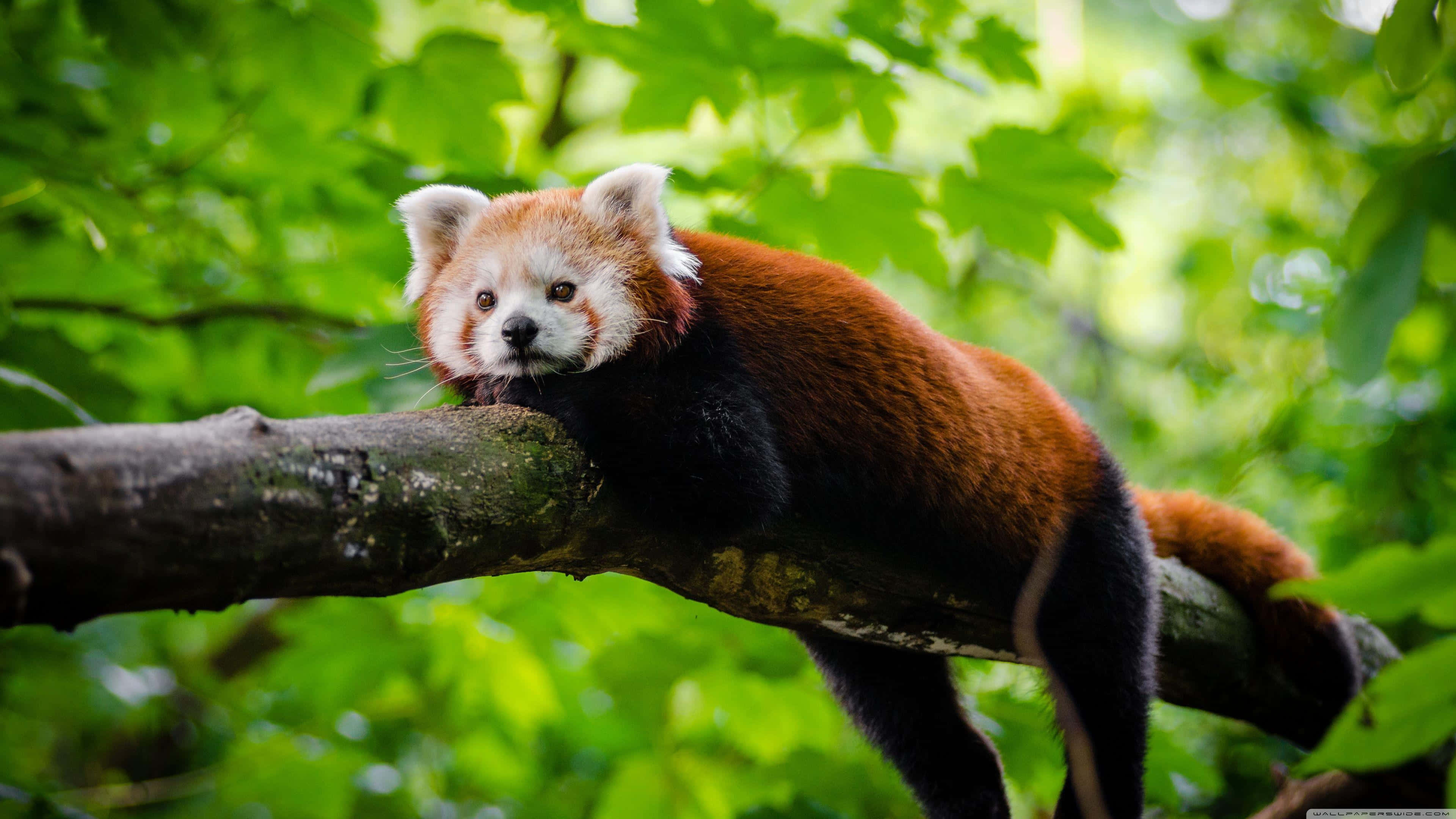 red panda, mossy tree branch, lush green foliage, 4K Desktop Wallpaper