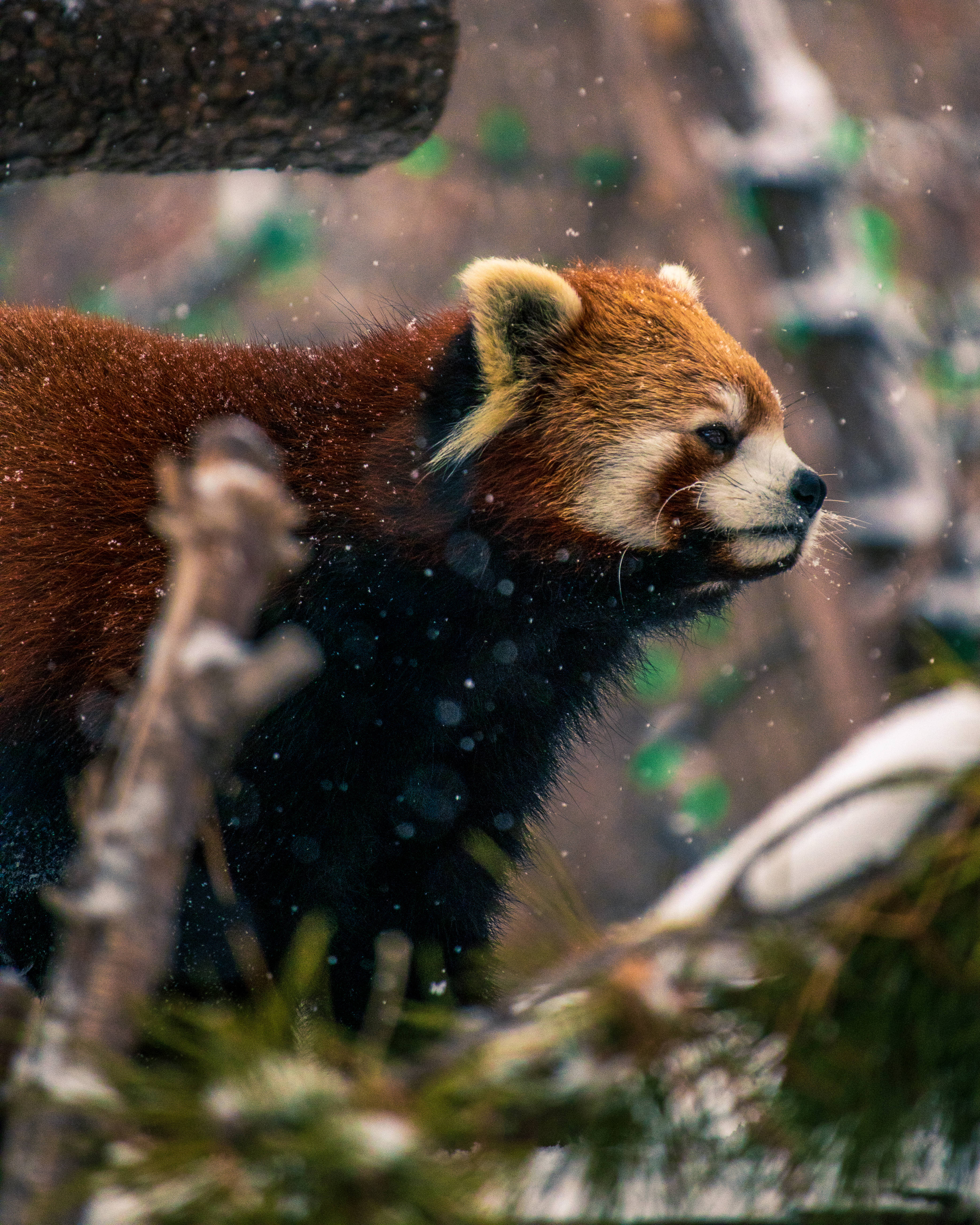 Red Panda, reddish fur, black markings, 4K Phone Wallpaper