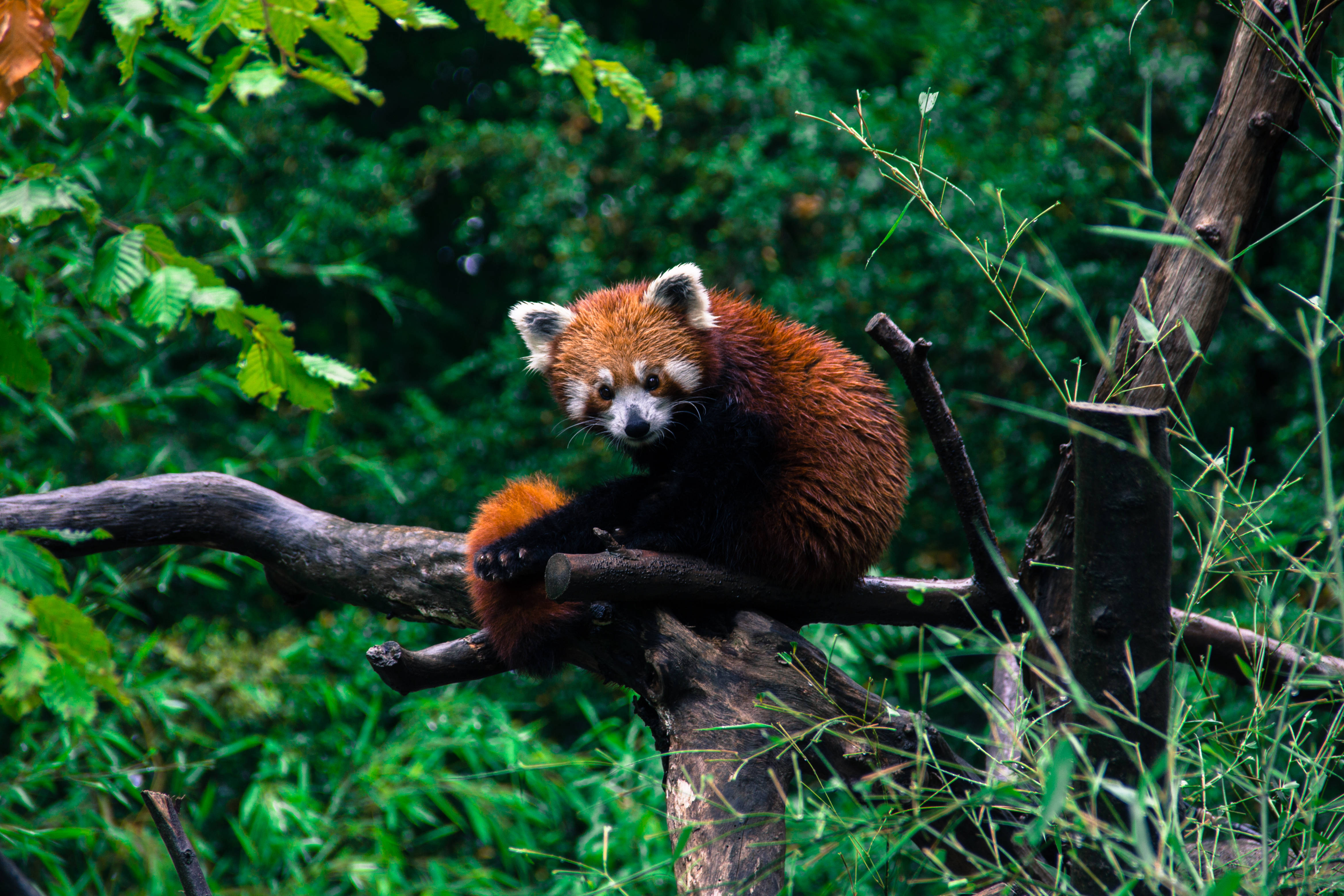 red panda, wet red fur, mossy tree branch, 4K Desktop Wallpaper