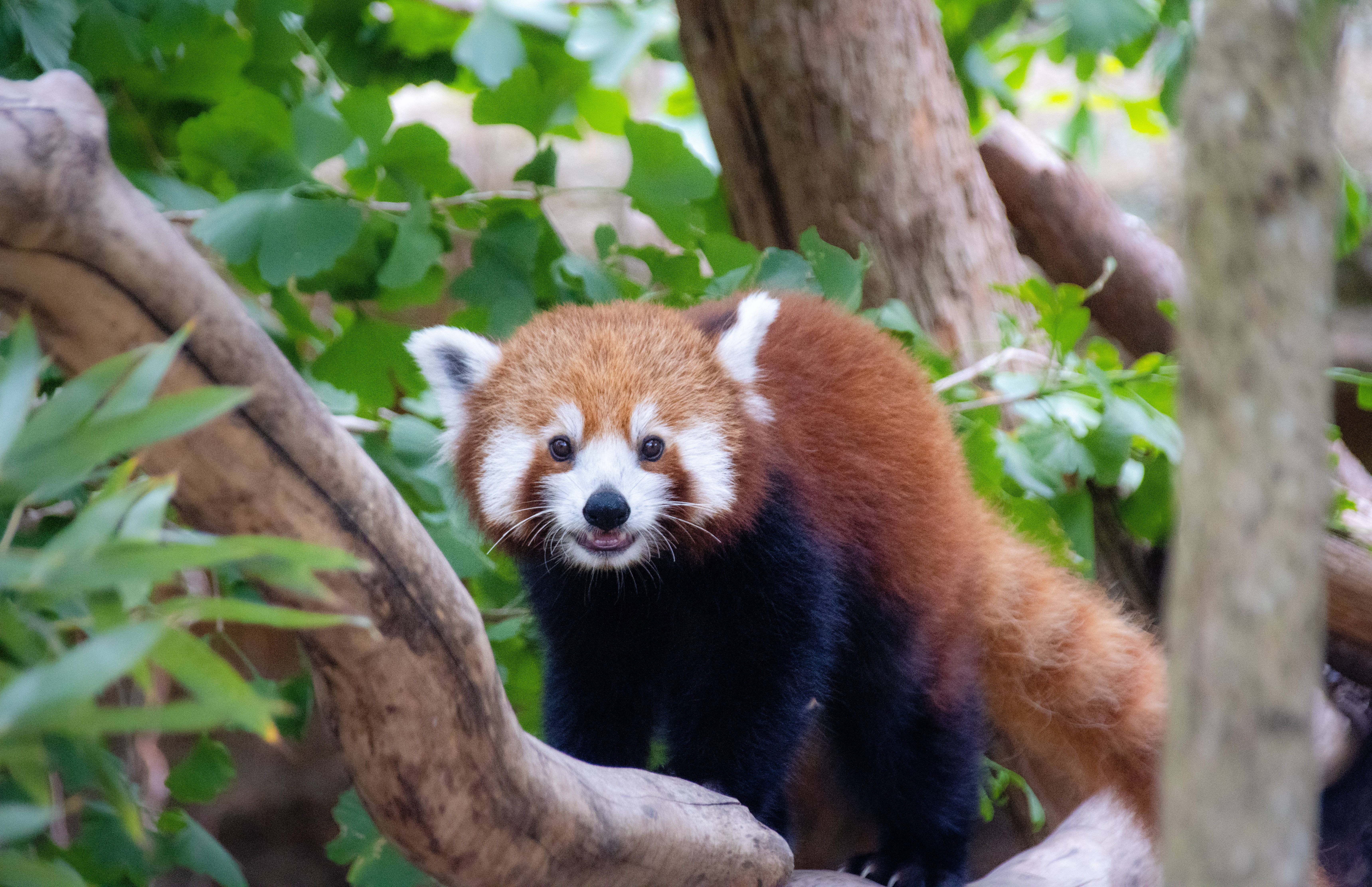 red panda, branch, tree branch, 5K Desktop Wallpaper