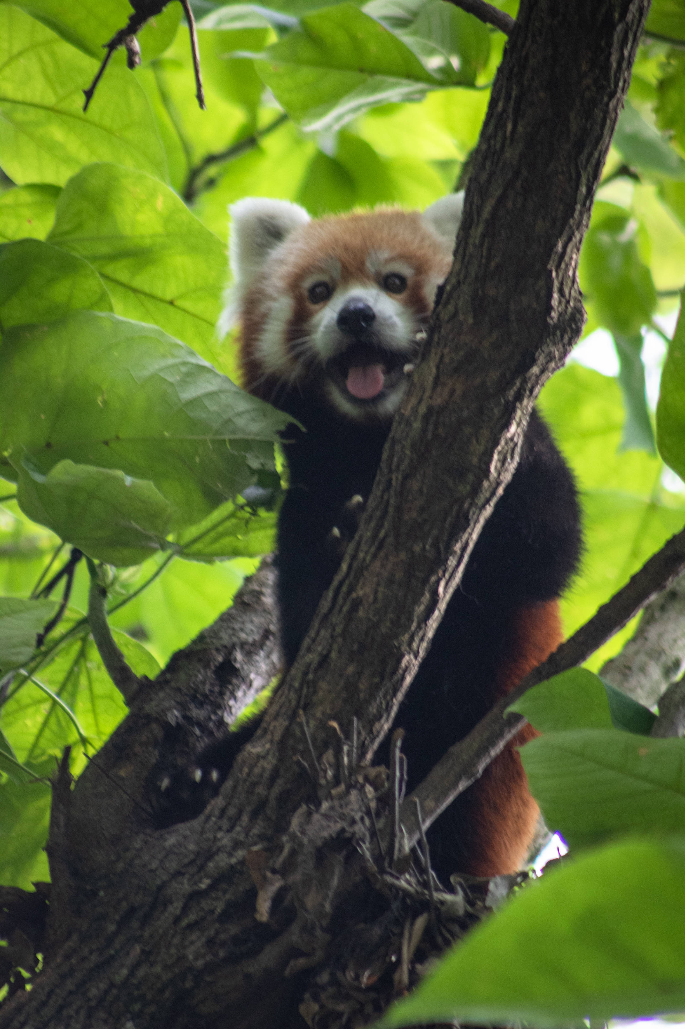 red panda, big green leaves, tree branch, 2K Phone Wallpaper