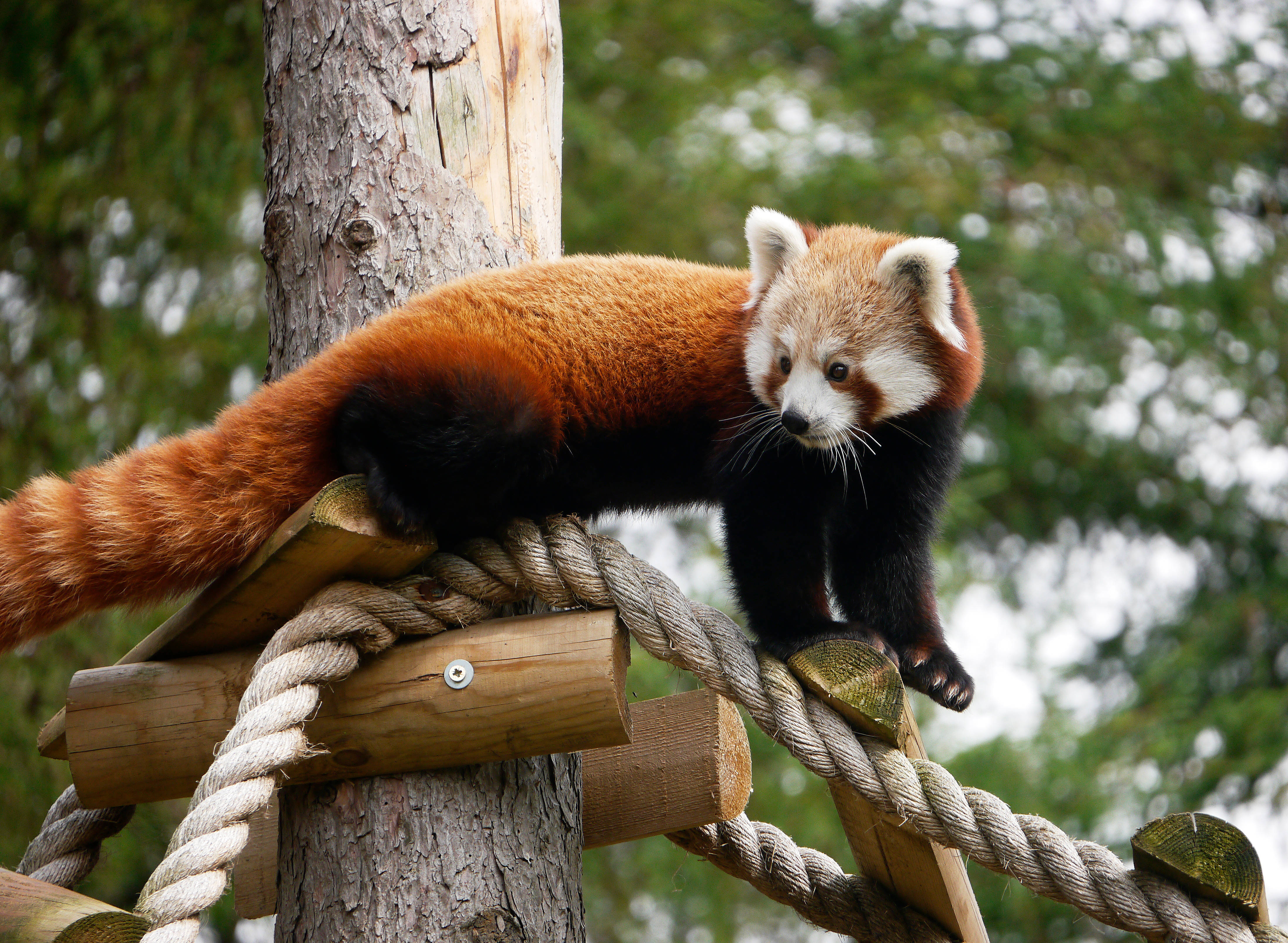 red panda, manmade bridge, thick rope, 4K Desktop Wallpaper