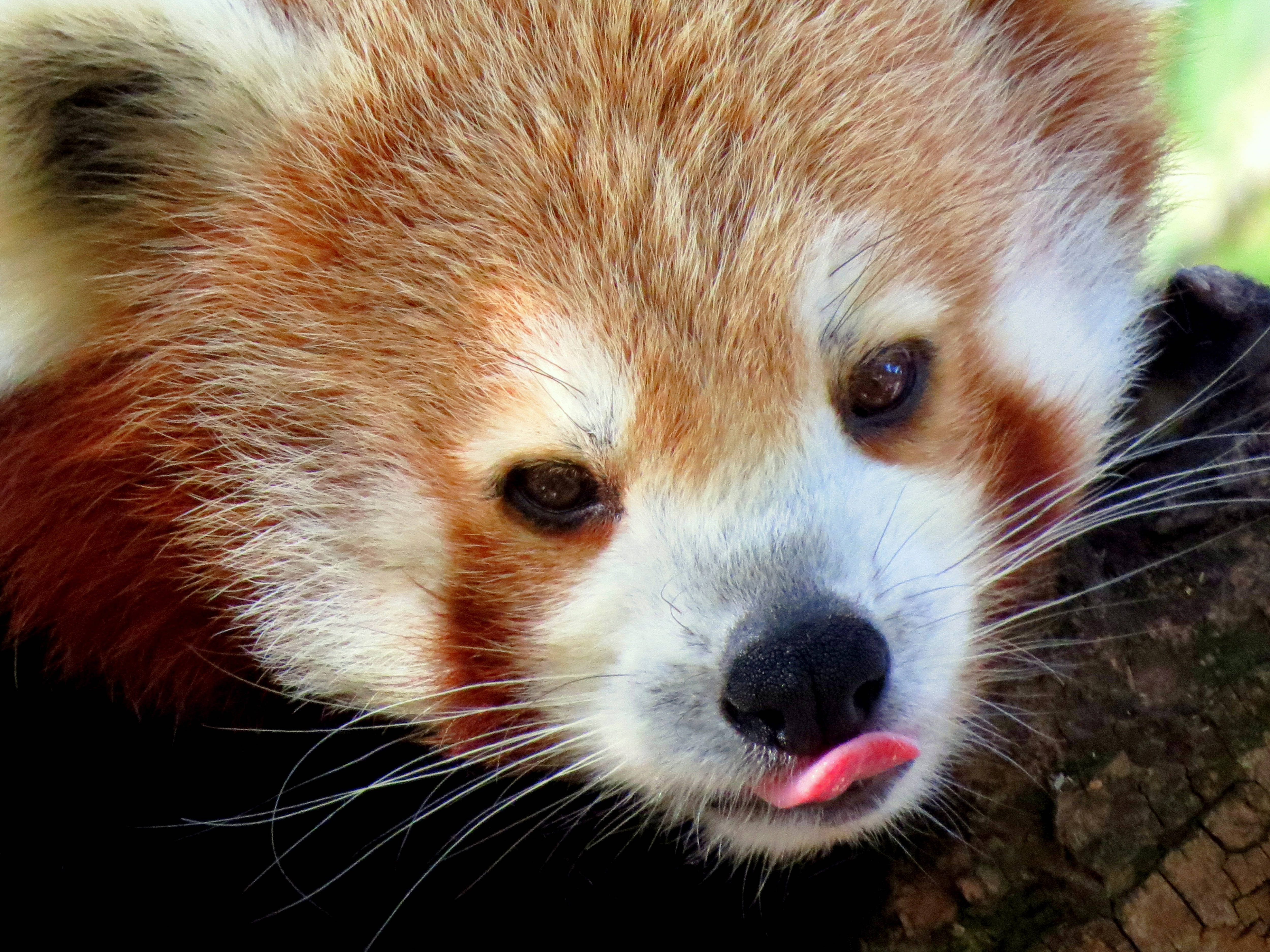 Red Panda, fluffy orange fur, pink tongue, 4K Desktop Wallpaper