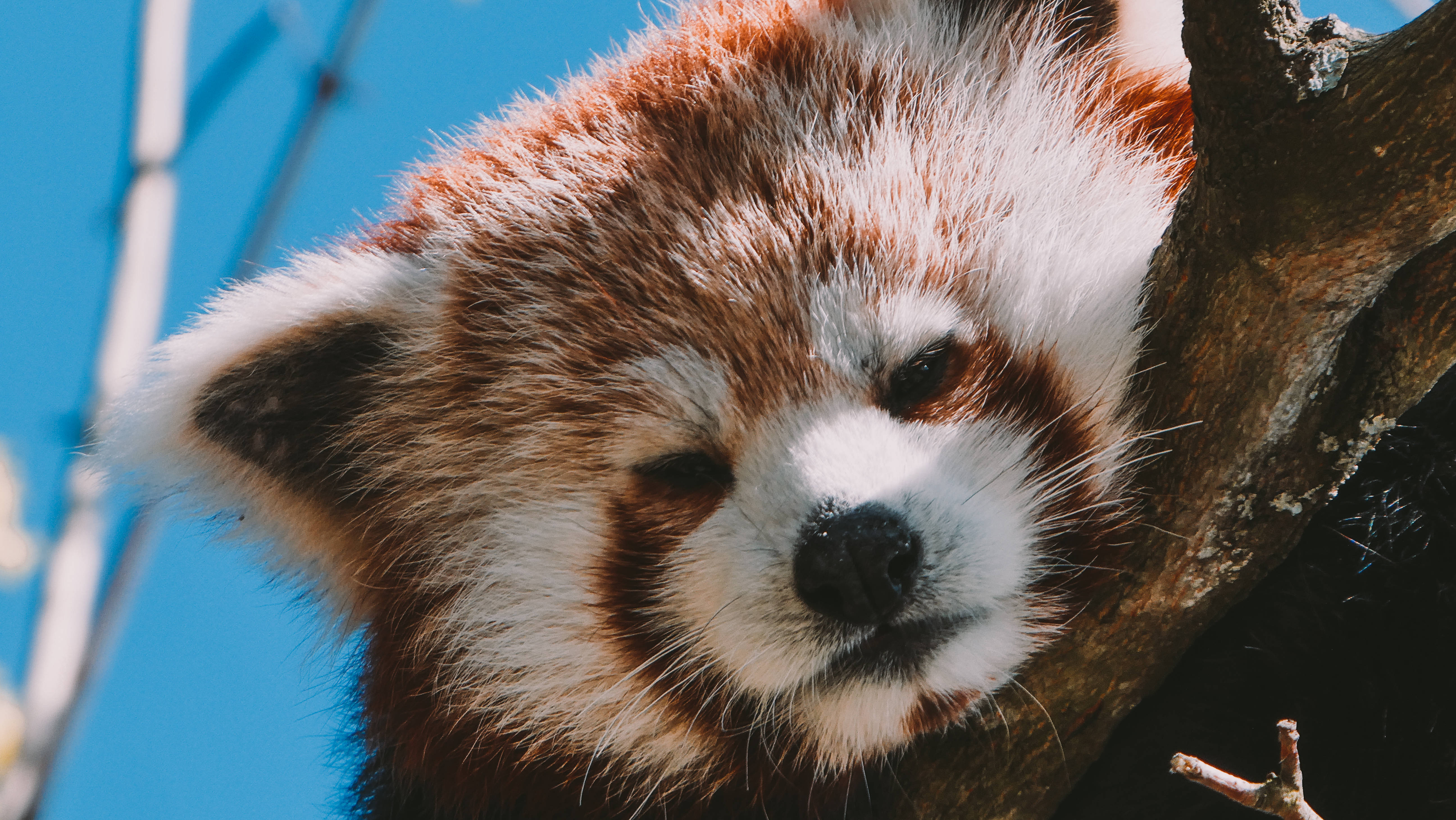 Red Panda, muted red colour, tree branch, 5K Desktop Wallpaper