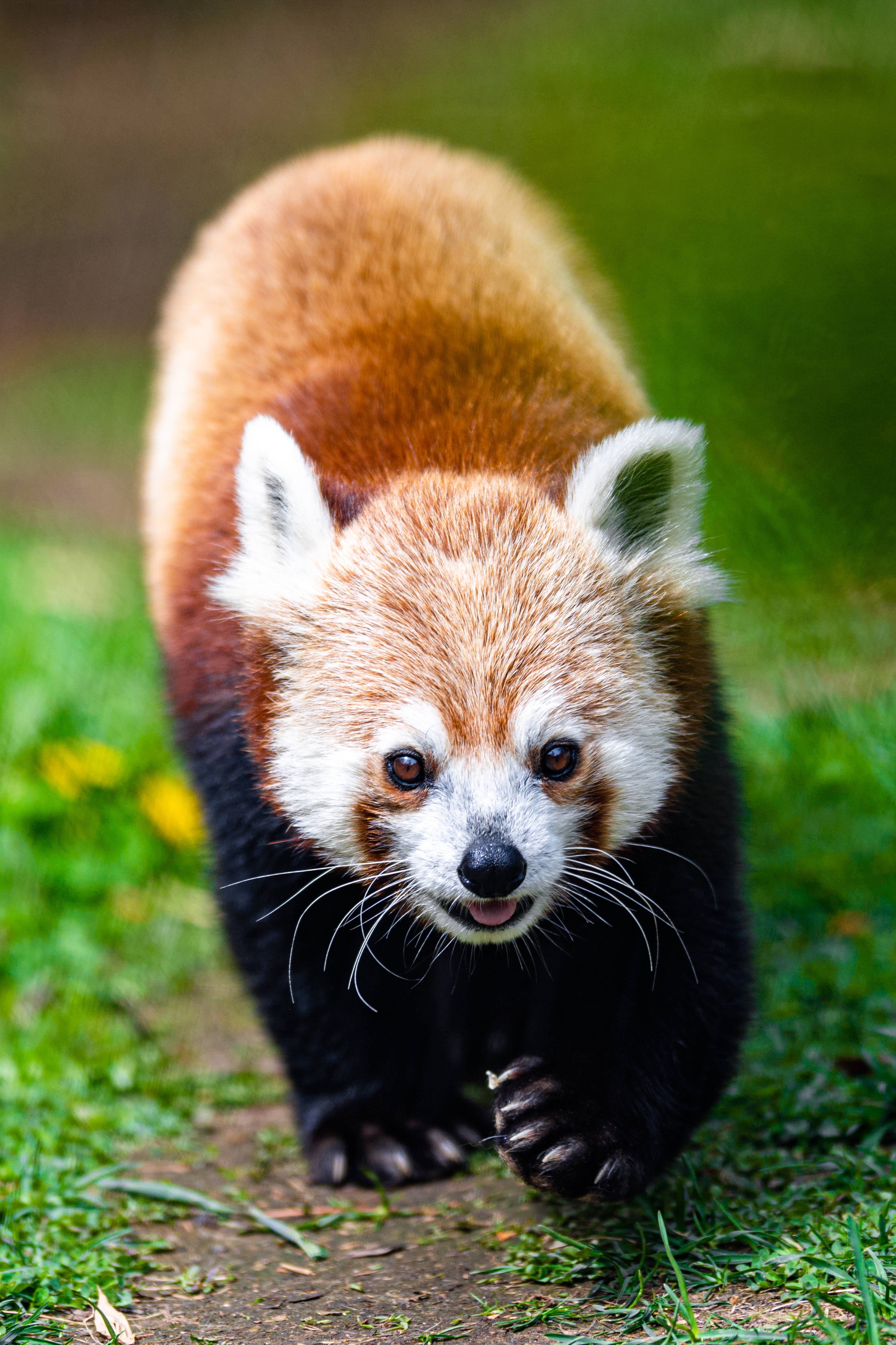Red Panda, fluffy orange fur, white face, 5K Phone Wallpaper