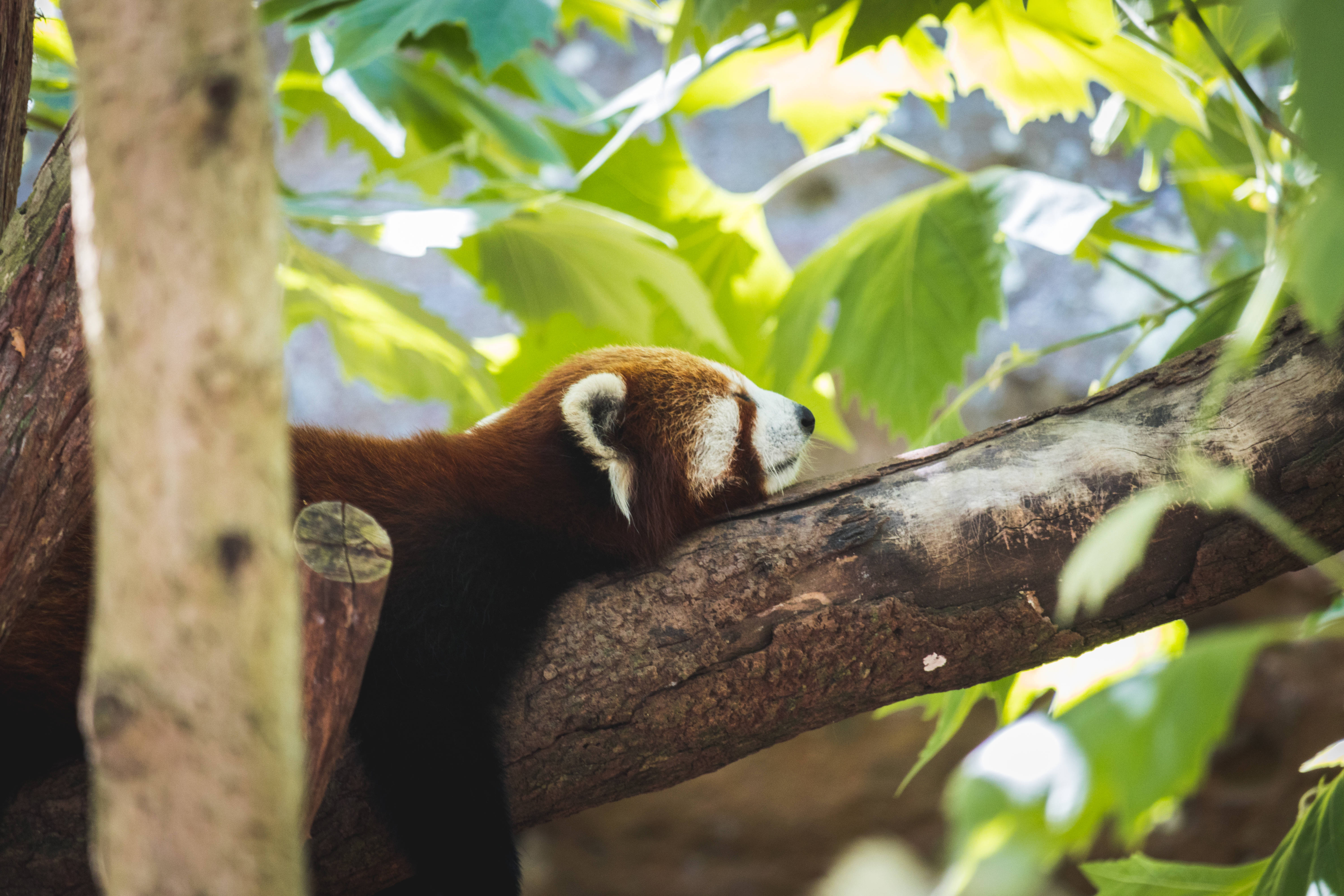 red panda, tree branch, sunlit, 5K Desktop Wallpaper