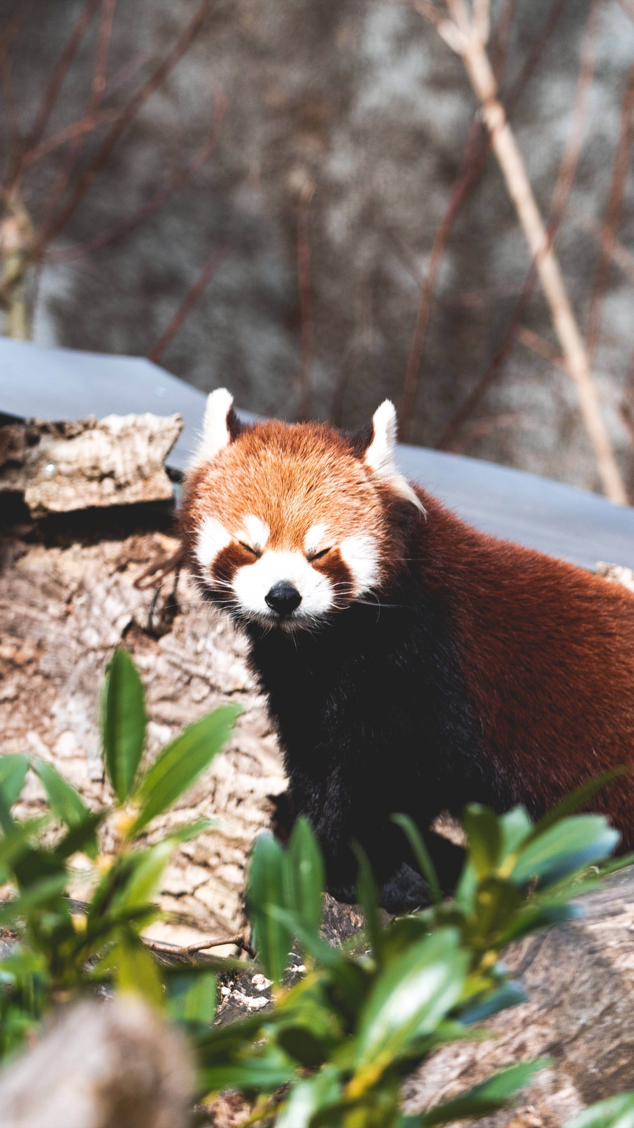 red panda, fluffy orange fur, white face, 4K Phone Wallpaper