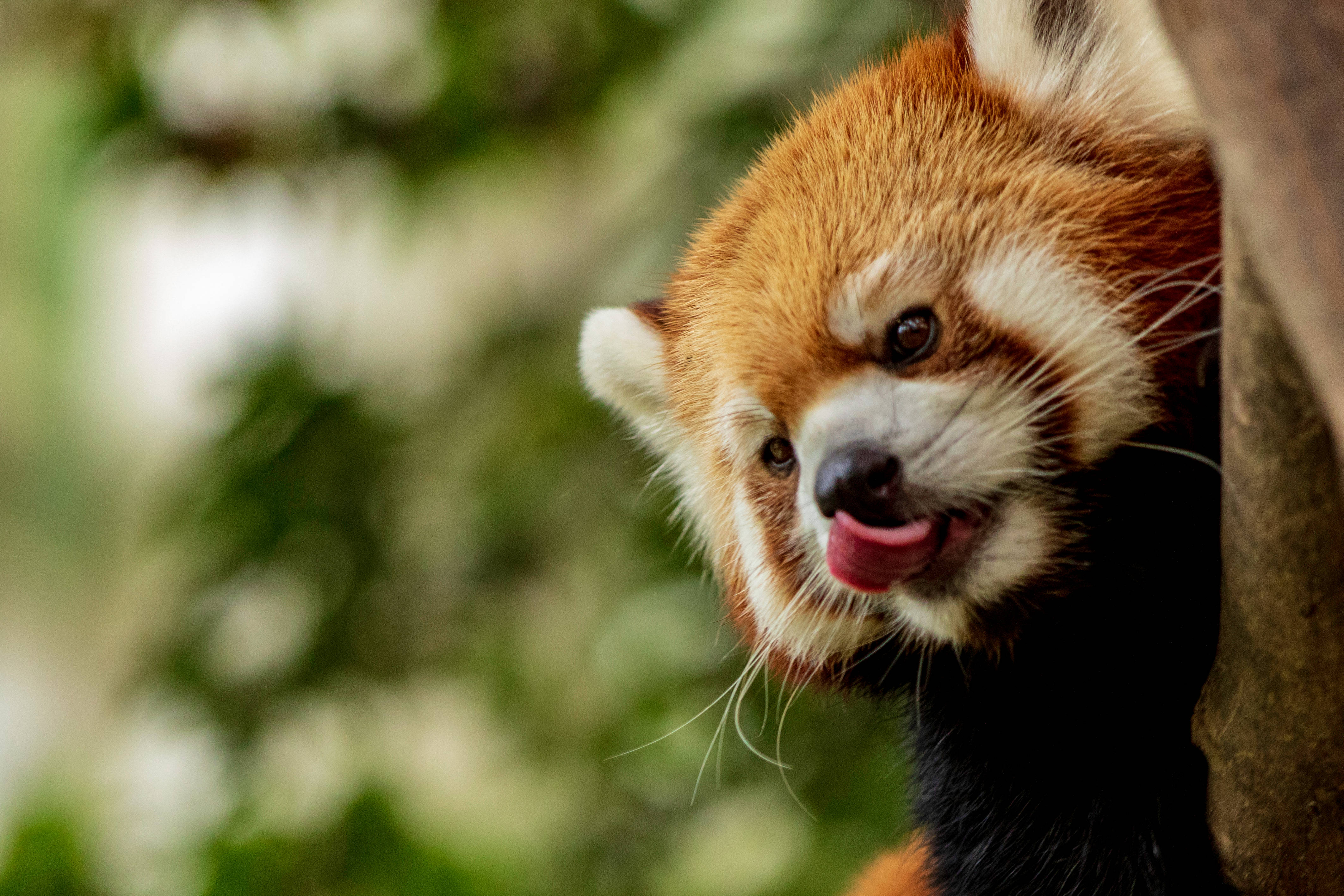 red panda, tree trunk, green natural habitat, 4K Desktop Wallpaper