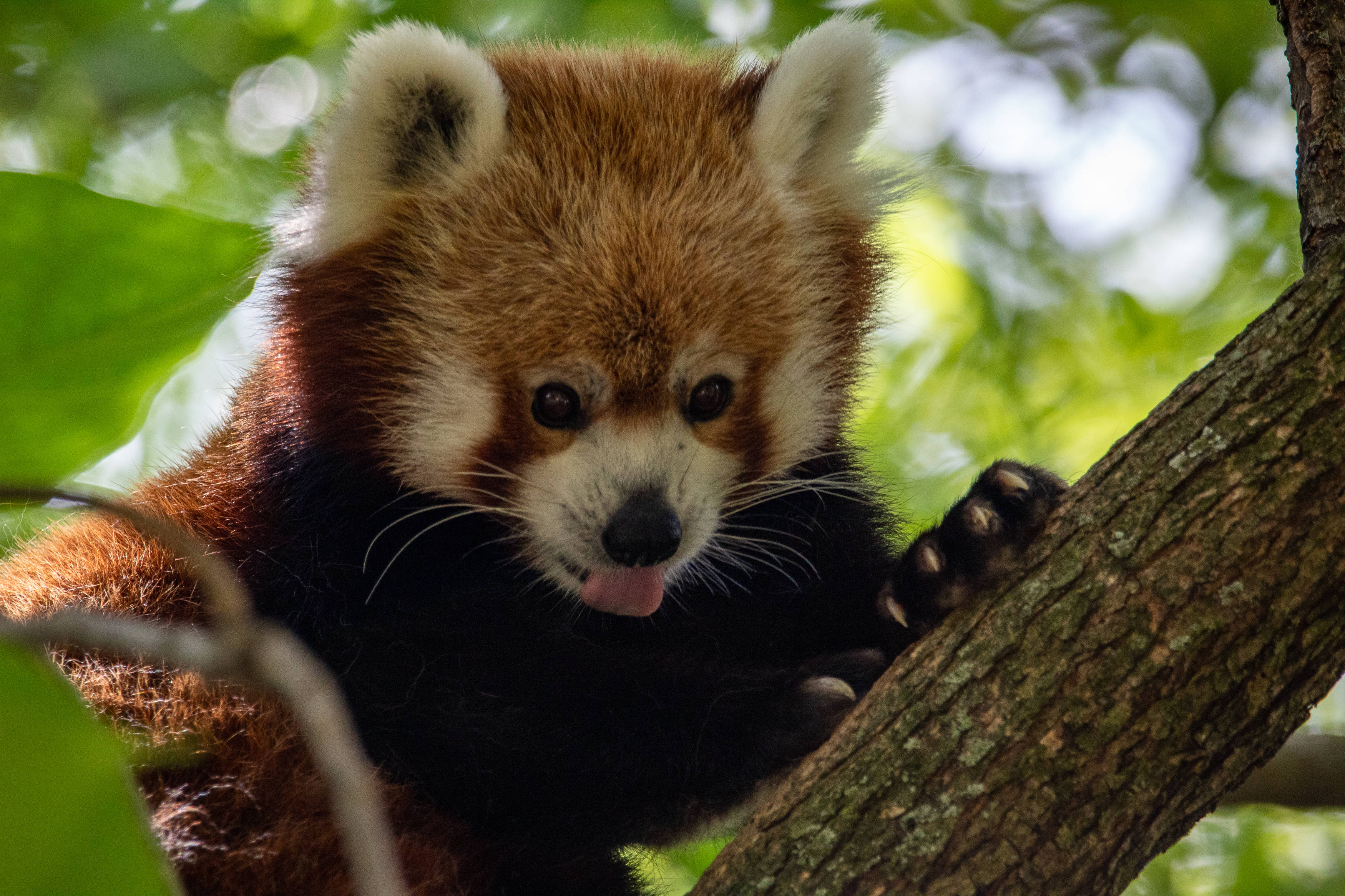 Red Panda, black eyes, tree branch, 2K Desktop Wallpaper