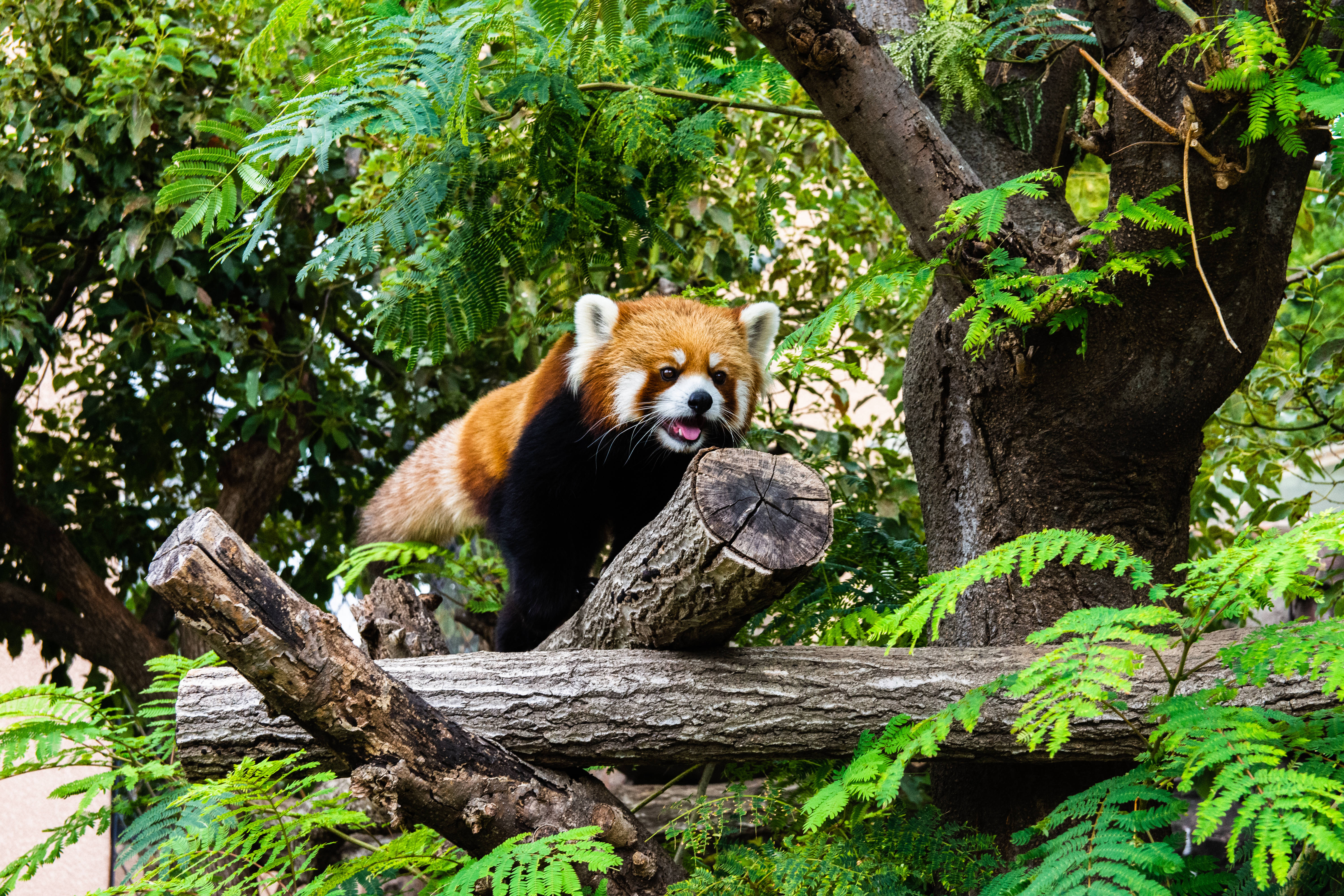 red panda, log, tree branch, 5K Desktop Wallpaper