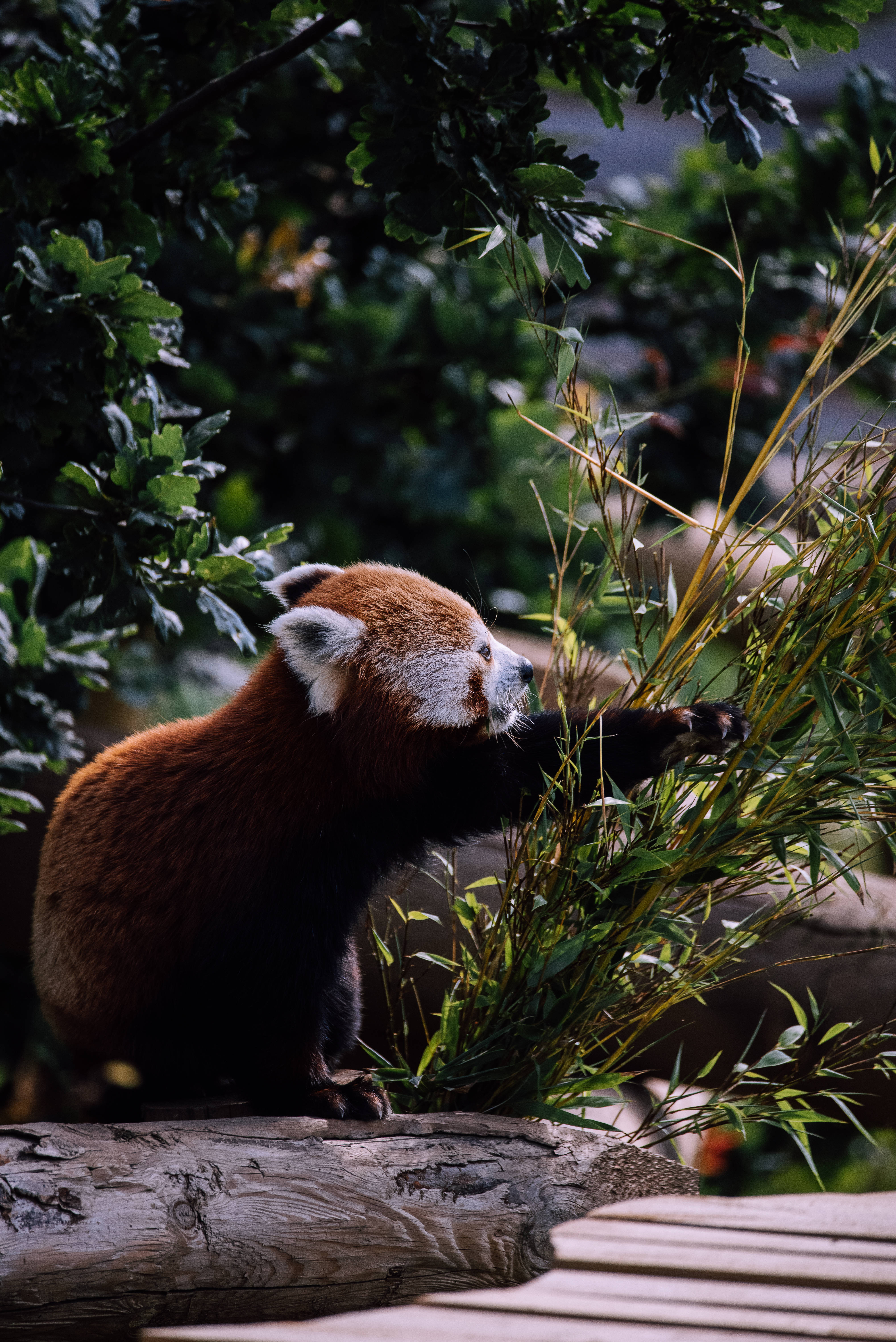 red panda, bamboo stalks, log, 5K Phone Wallpaper