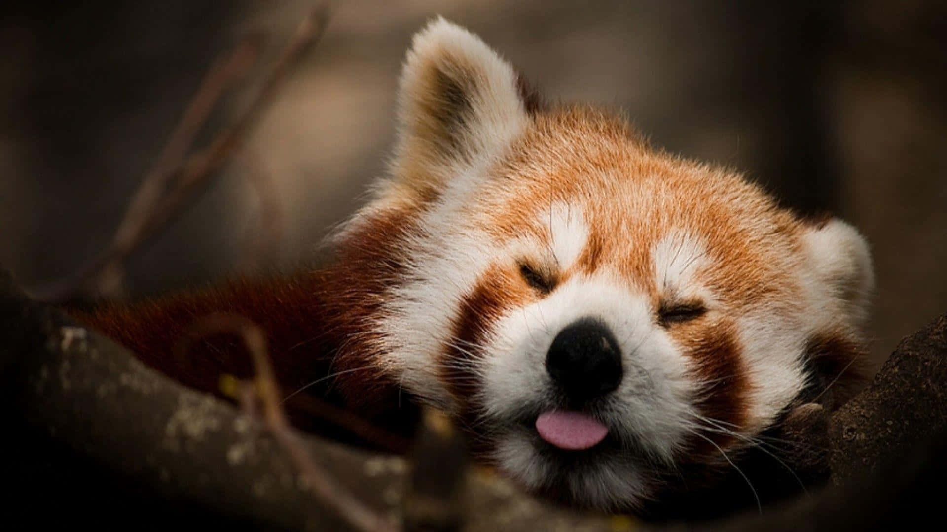 Red Panda, laptop, branch, Full HD Desktop Wallpaper