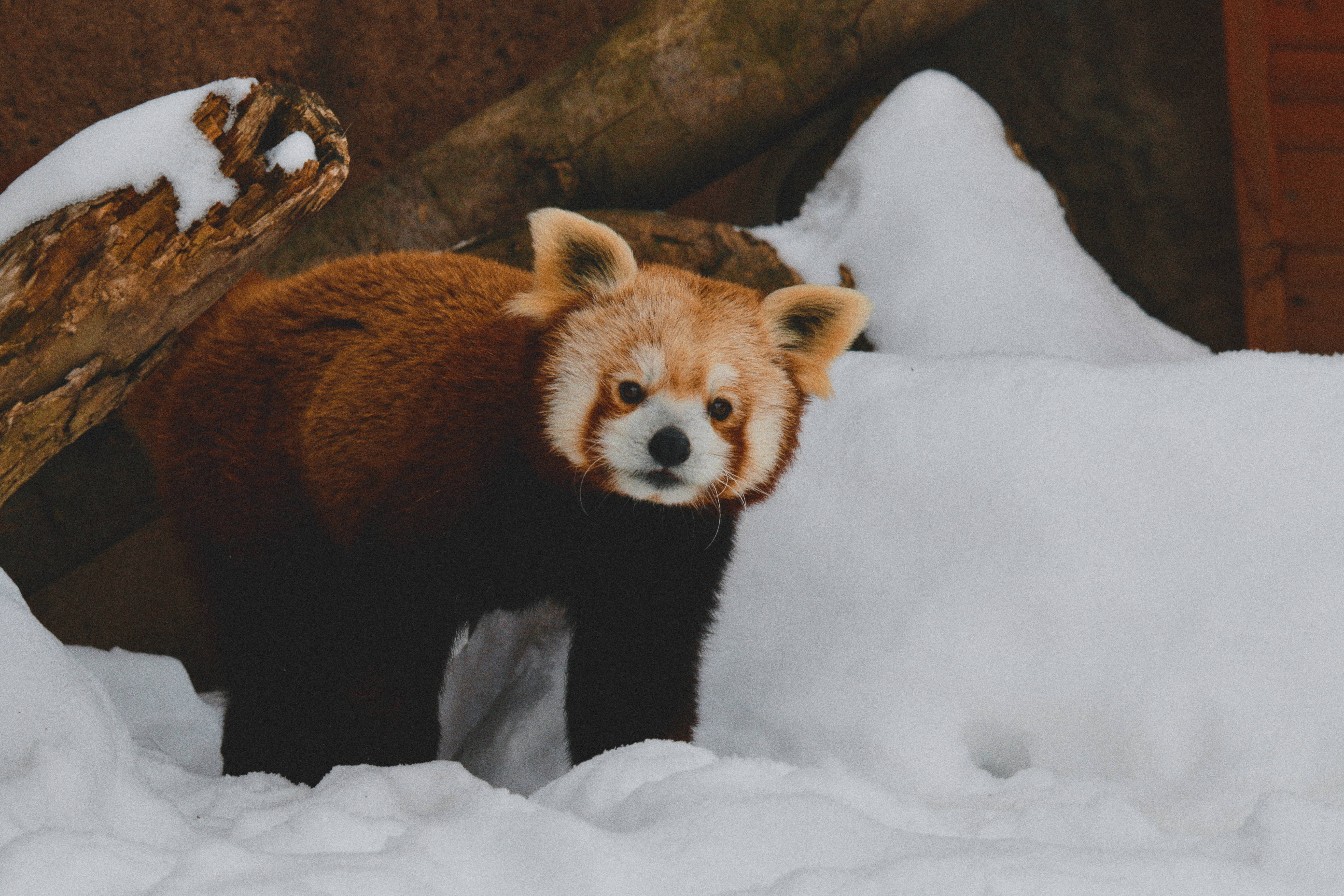 Red Panda, fluffy reddish-brown fur, white markings, 5K Desktop Wallpaper