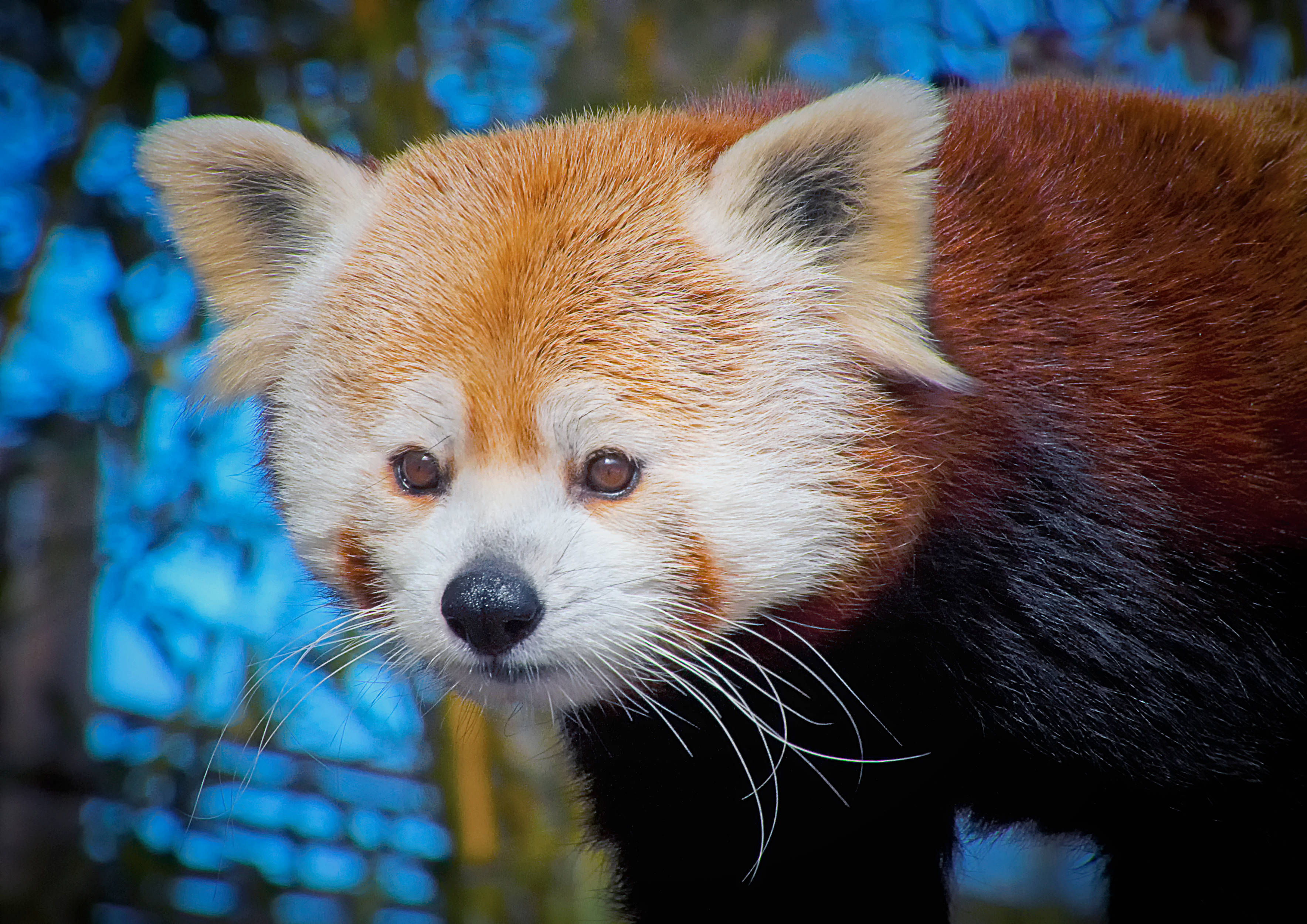 red panda, orange fur, white face, 2K Desktop Wallpaper