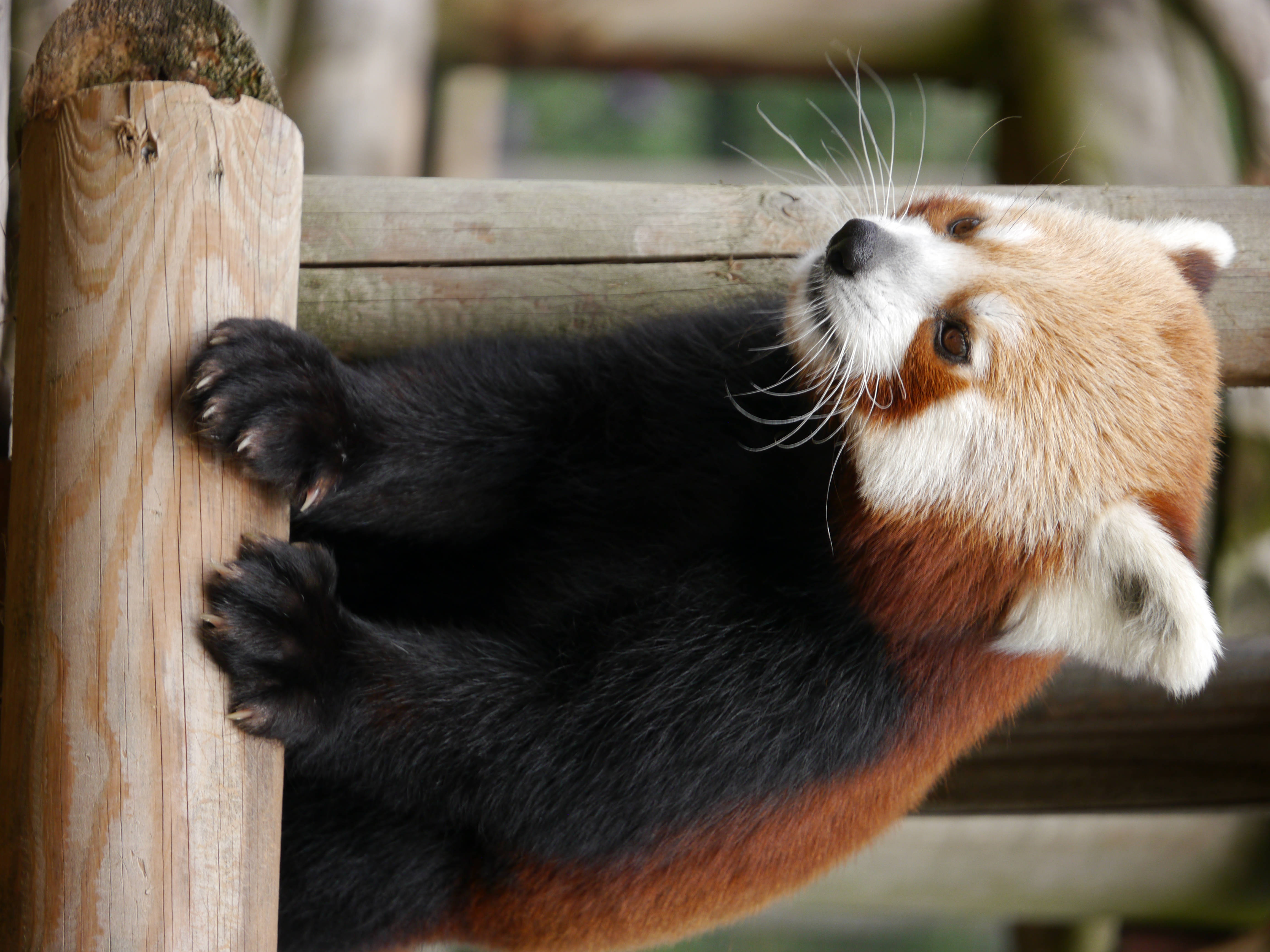 red panda, wooden post, fluffy orange fur, 4K Desktop Wallpaper