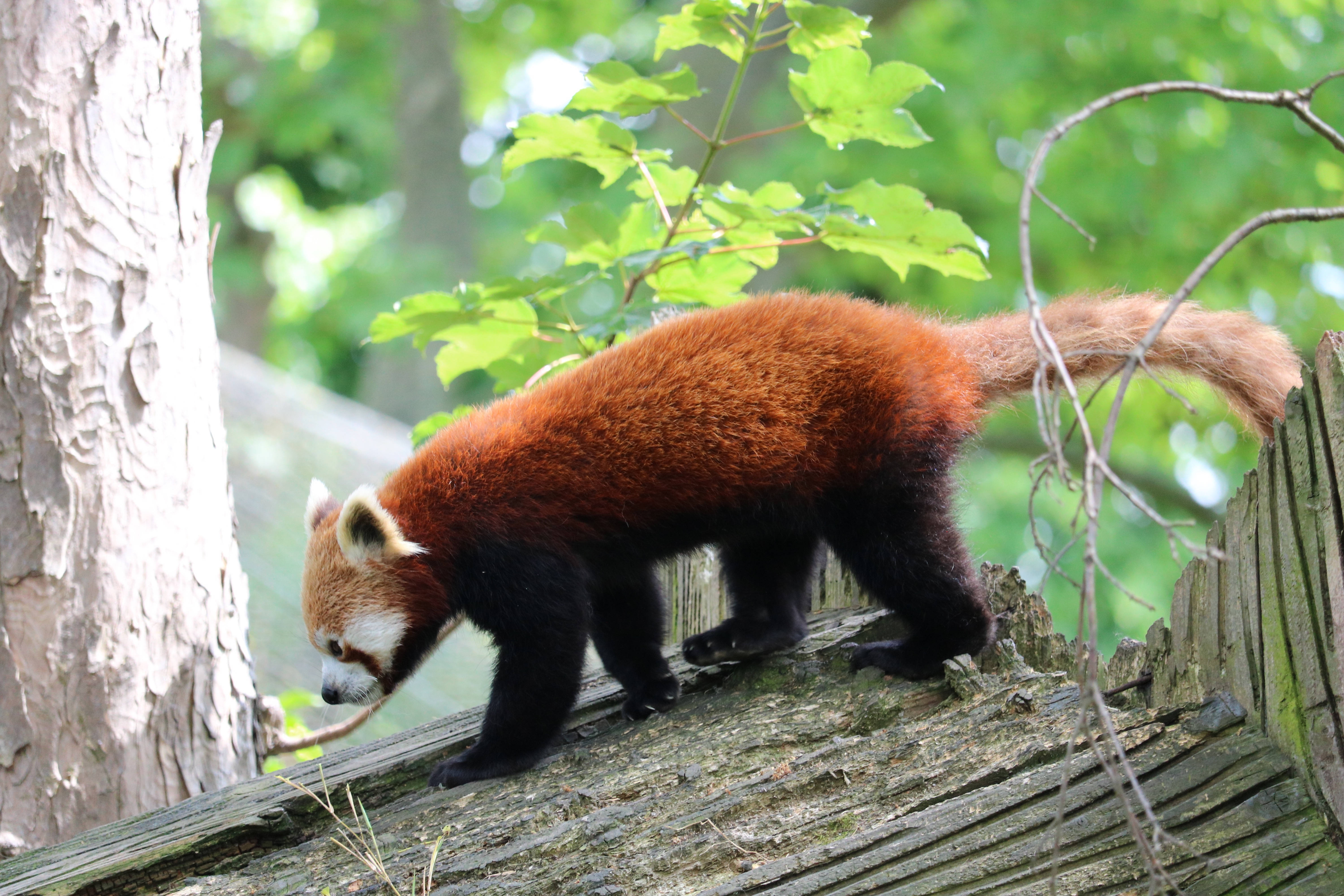 red panda, fluffy reddish fur, black limbs, 5K Desktop Wallpaper