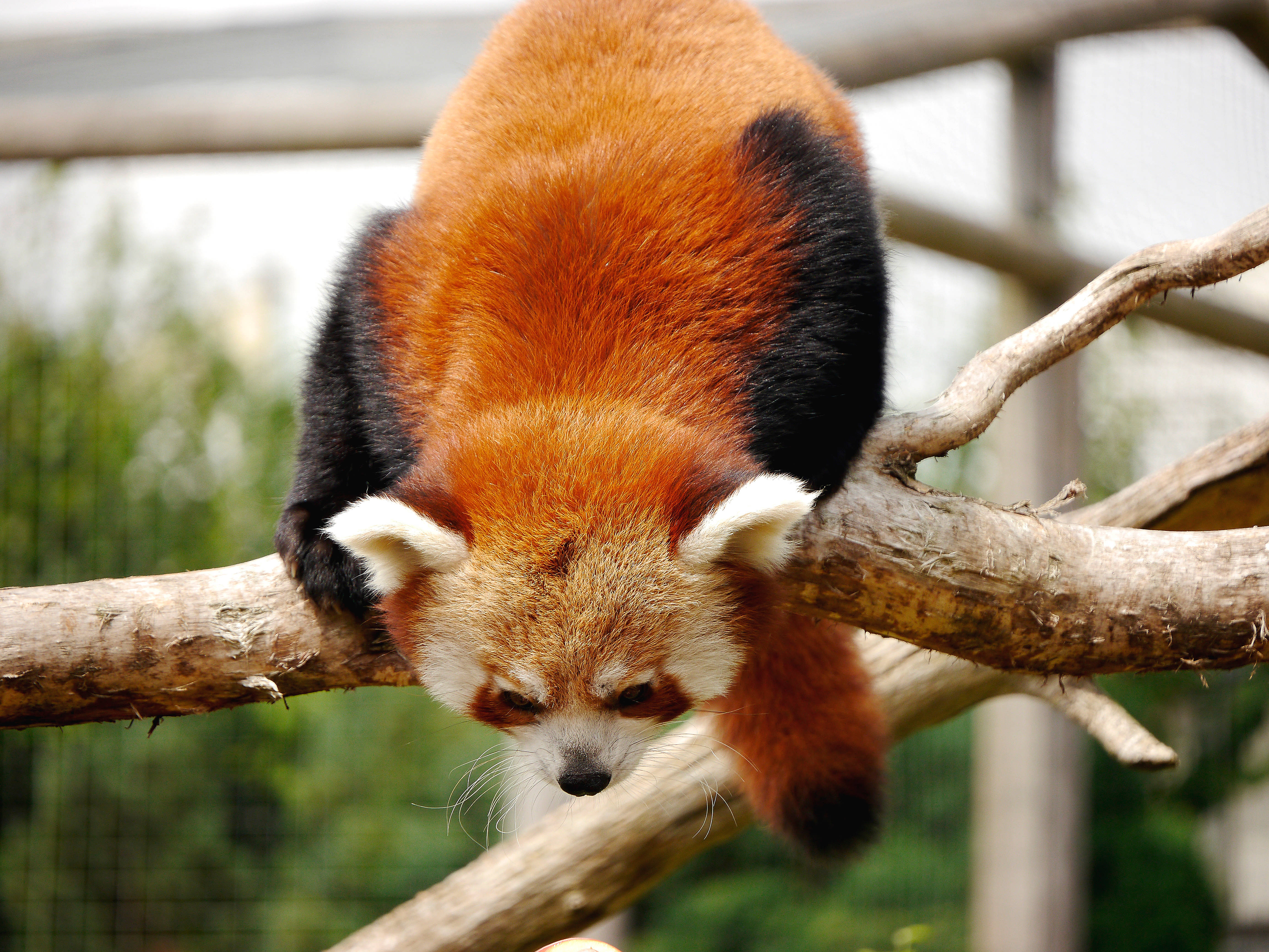 red panda, fluffy orange fur, black limbs, 4K Desktop Wallpaper