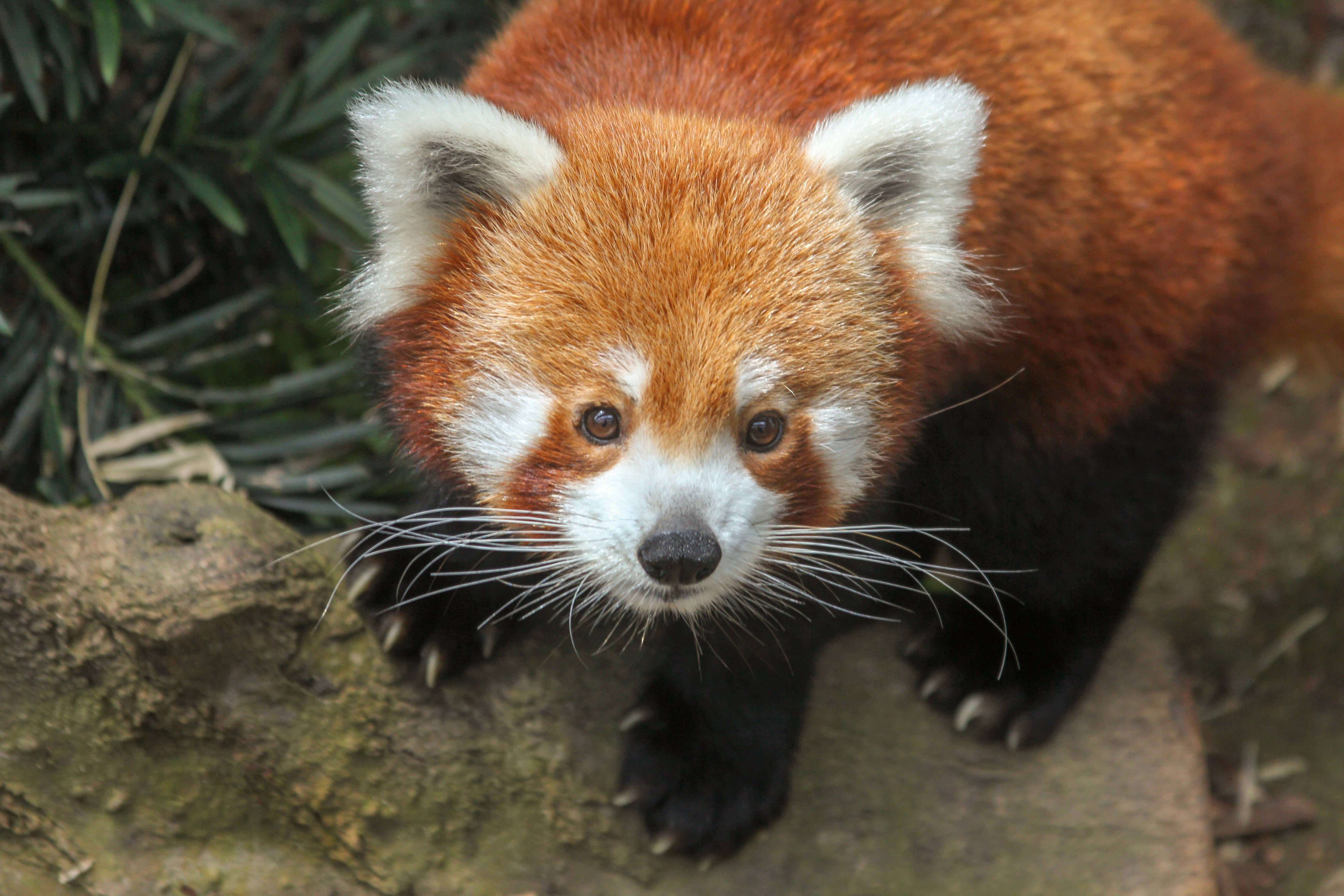 red panda, fluffy orange fur, white markings, 5K Desktop Wallpaper