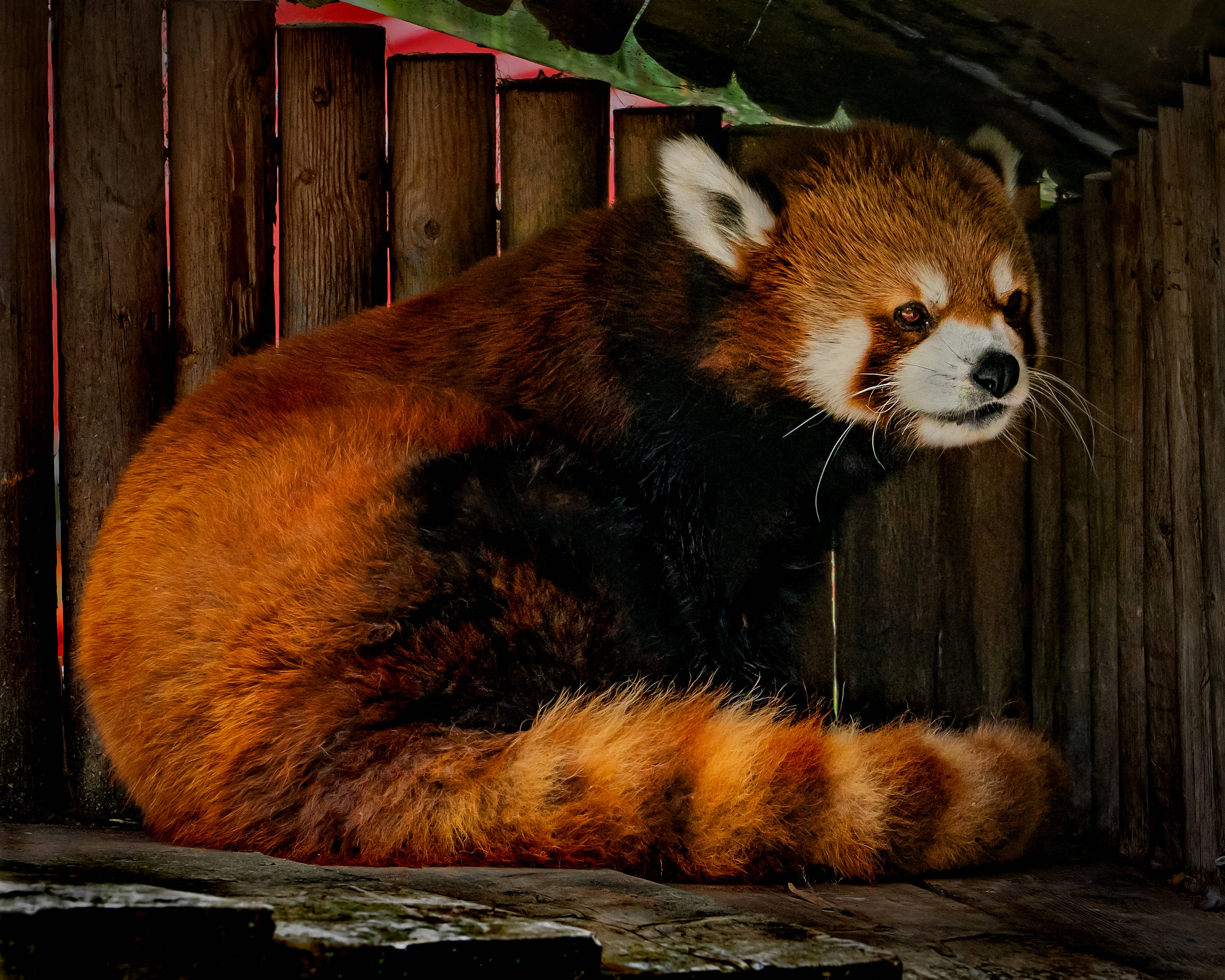 red panda, wooden enclosure, fluffy orange fur, 2K Desktop Wallpaper