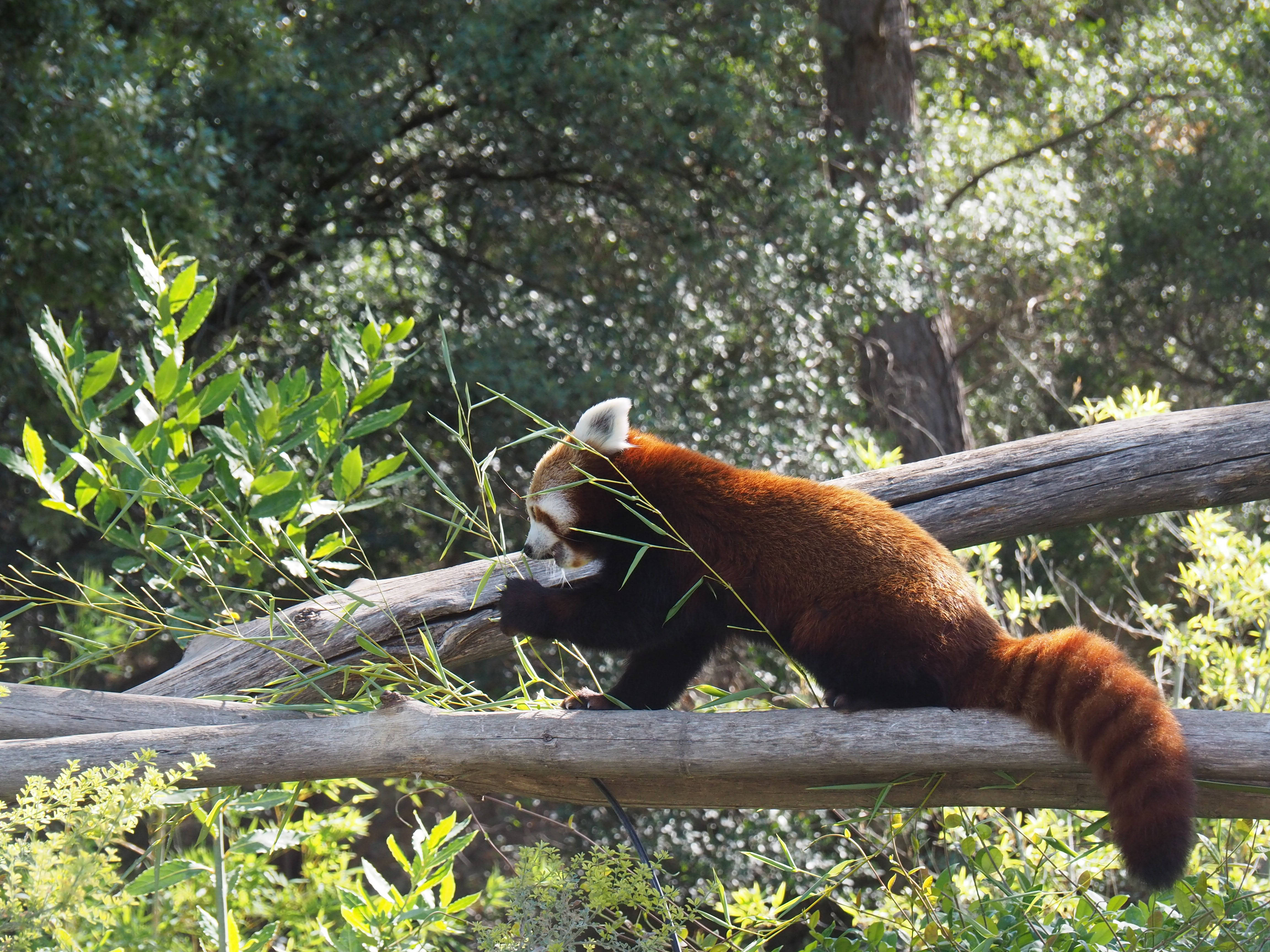 Red Panda, fluffy orange fur, white face markings, 4K Desktop Wallpaper