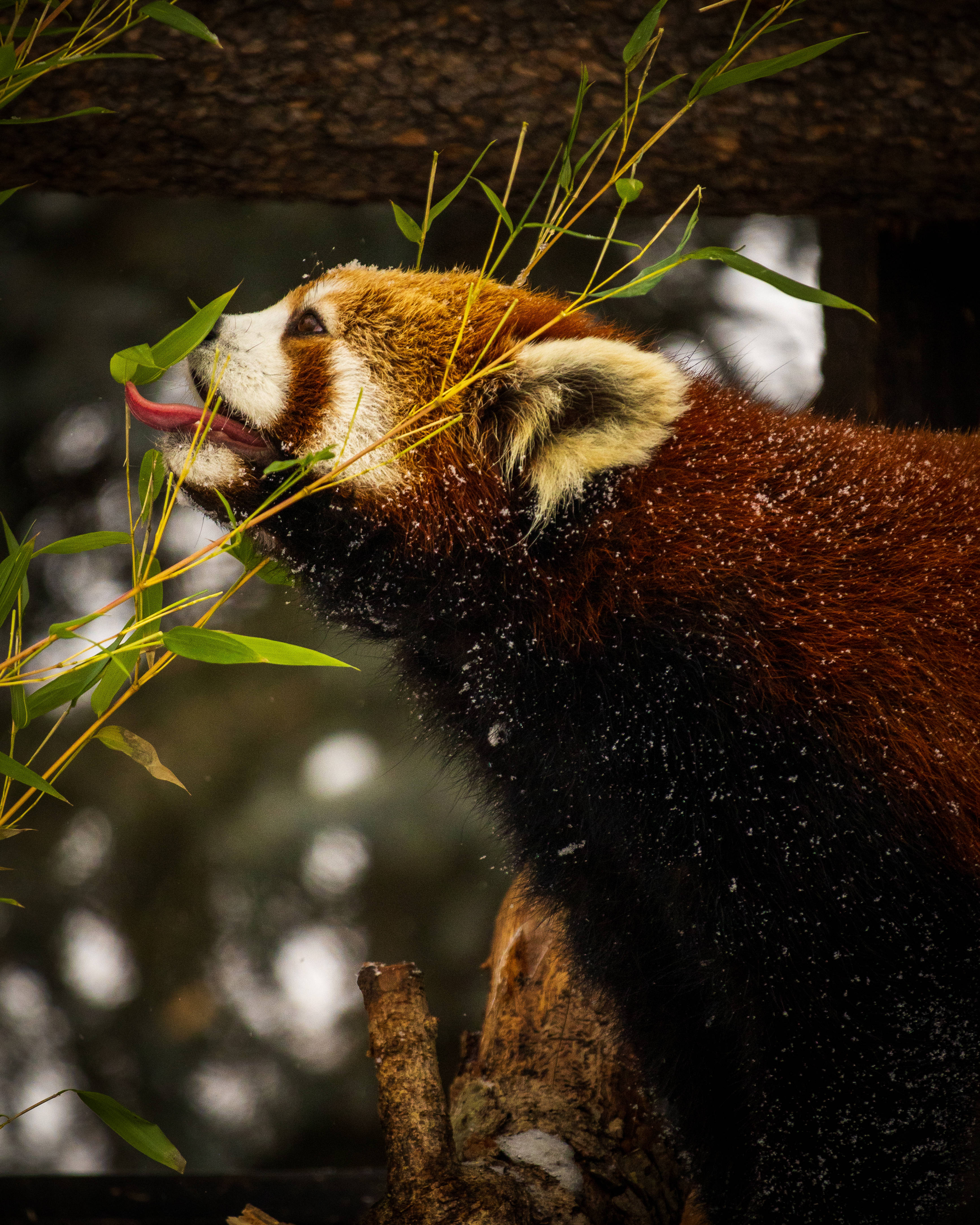 Red Panda, snowflakes, reddish fur, 4K Phone Wallpaper