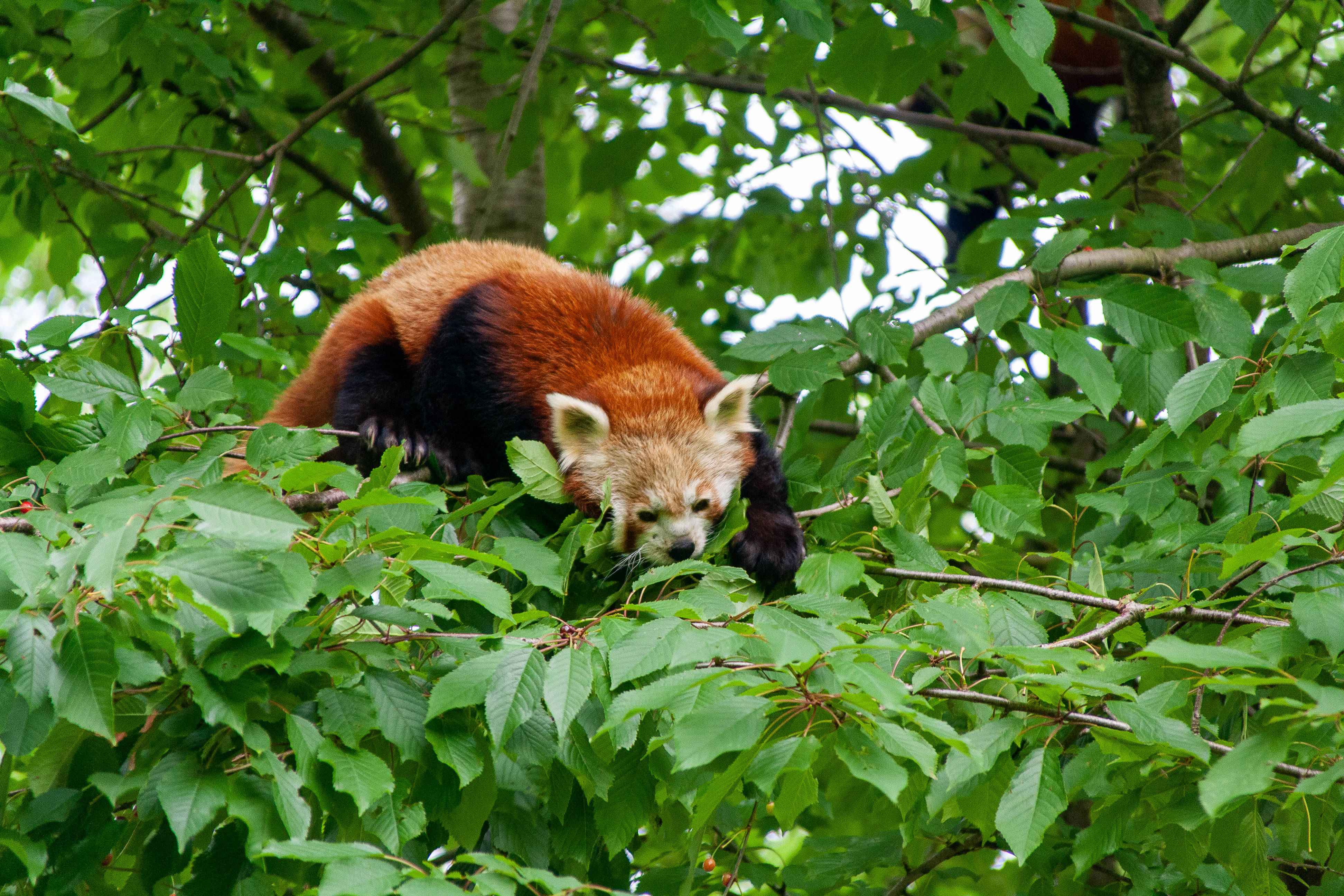 red panda, orange fur, black markings, 4K Desktop Wallpaper