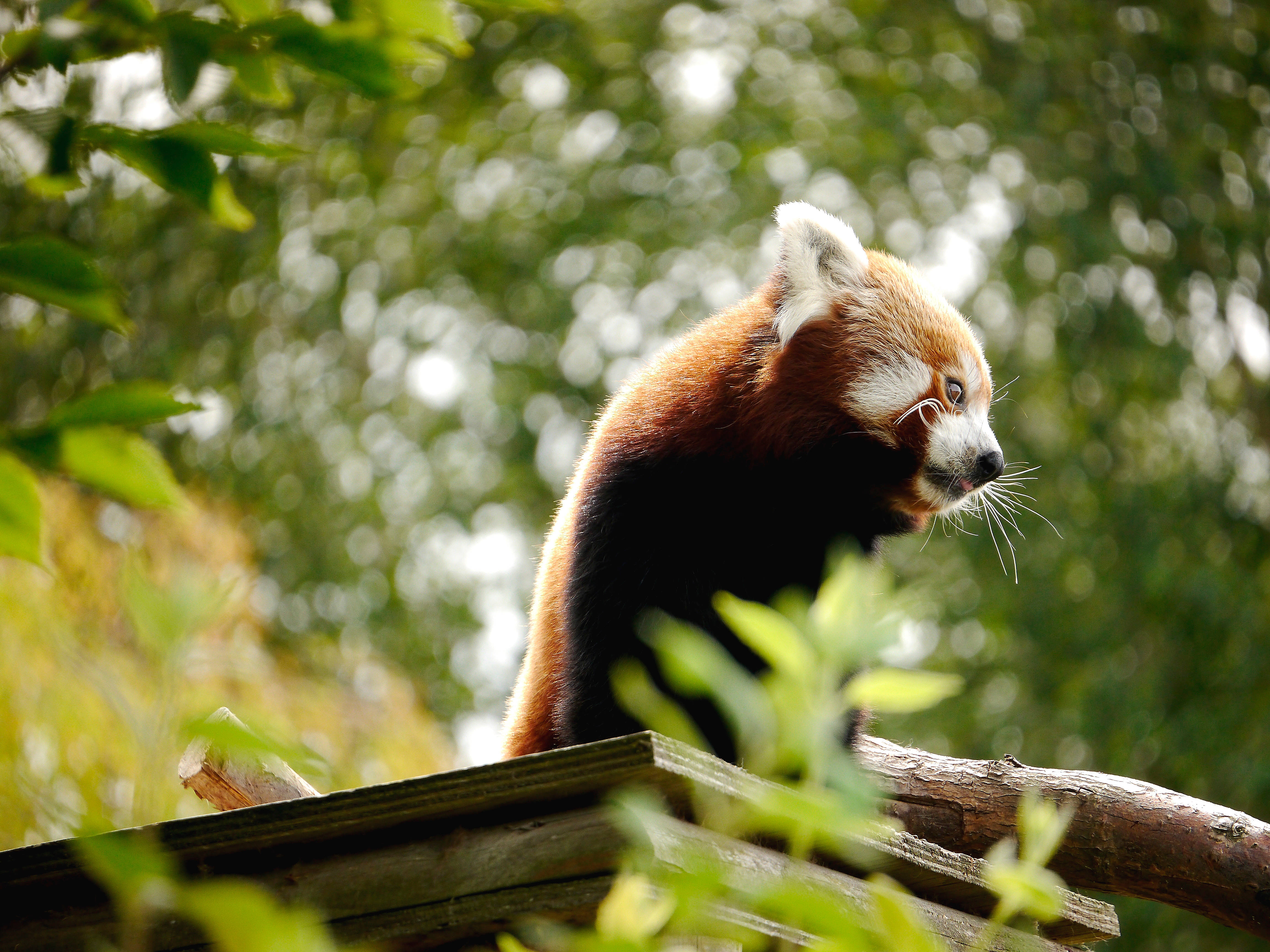 Red Panda, crisp red fur, wooden branch, 4K Desktop Wallpaper