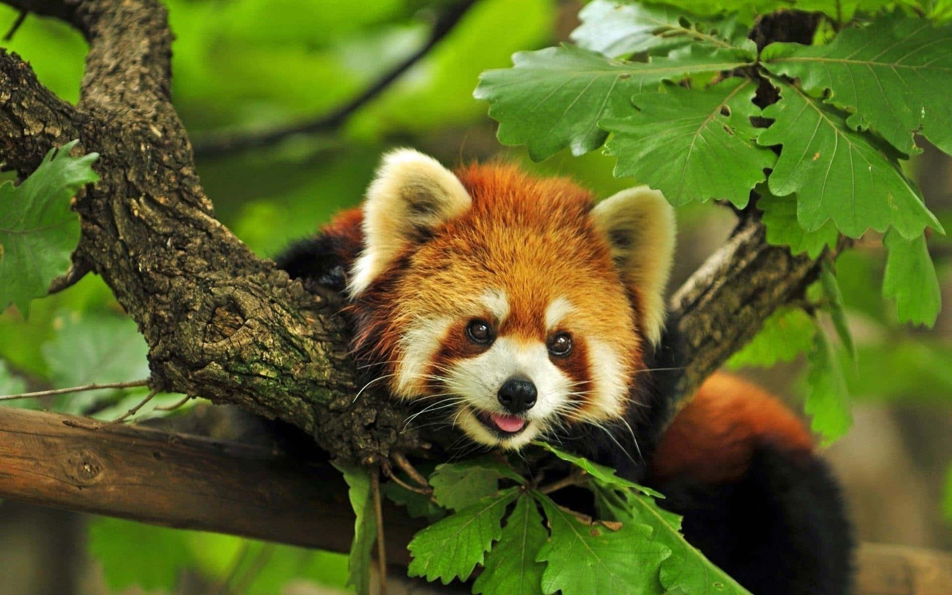 red panda, mossy tree branch, lush green leaves, Full HD Desktop Wallpaper