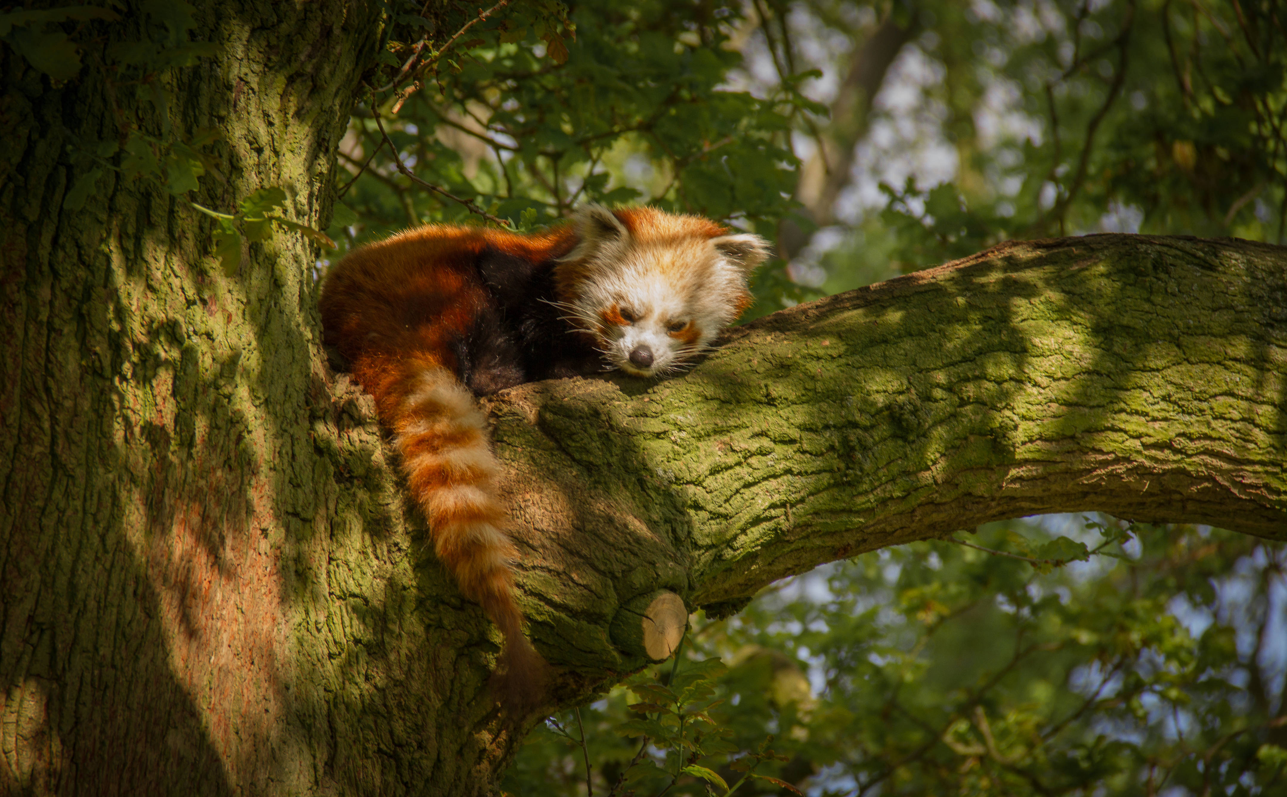 red panda, moss covered tree, dappled sunlight, 4K Desktop Wallpaper