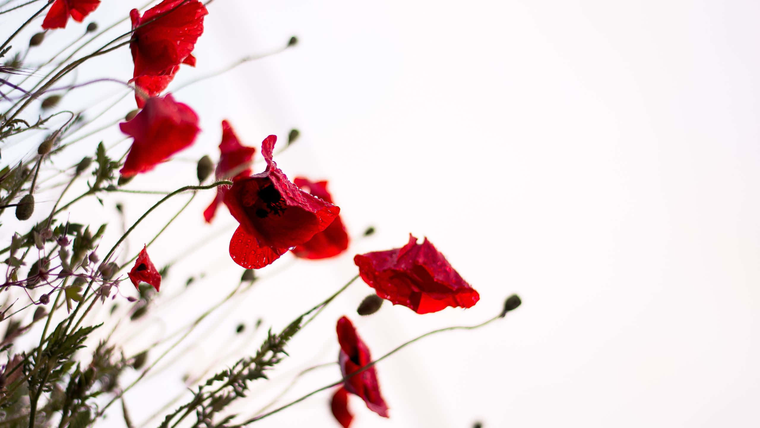 Red Pc, Red Flowers, Field, 2K Desktop Wallpaper