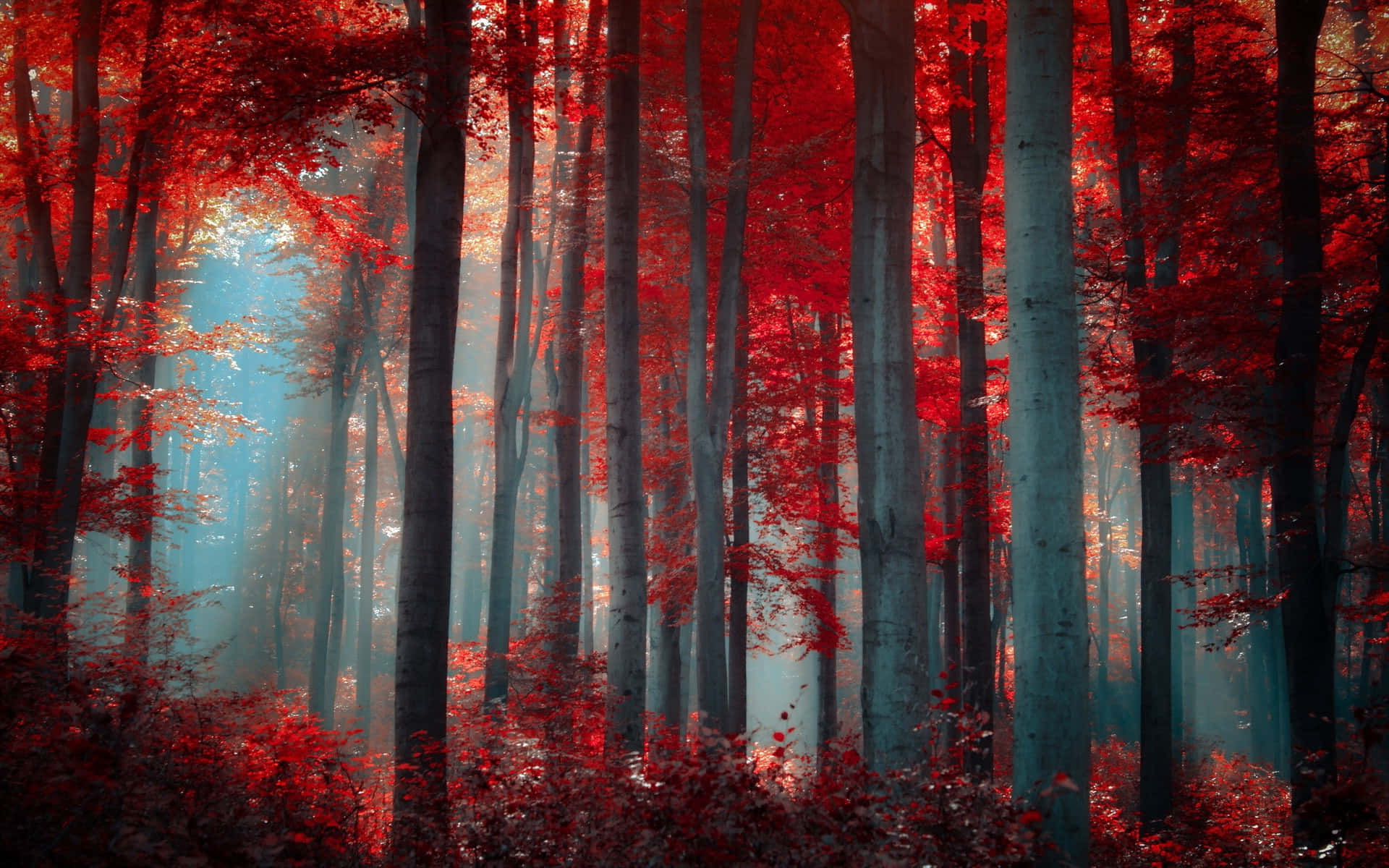 Red Forest Pc, vibrant red autumn leaves, misty forest, Full HD Desktop Wallpaper